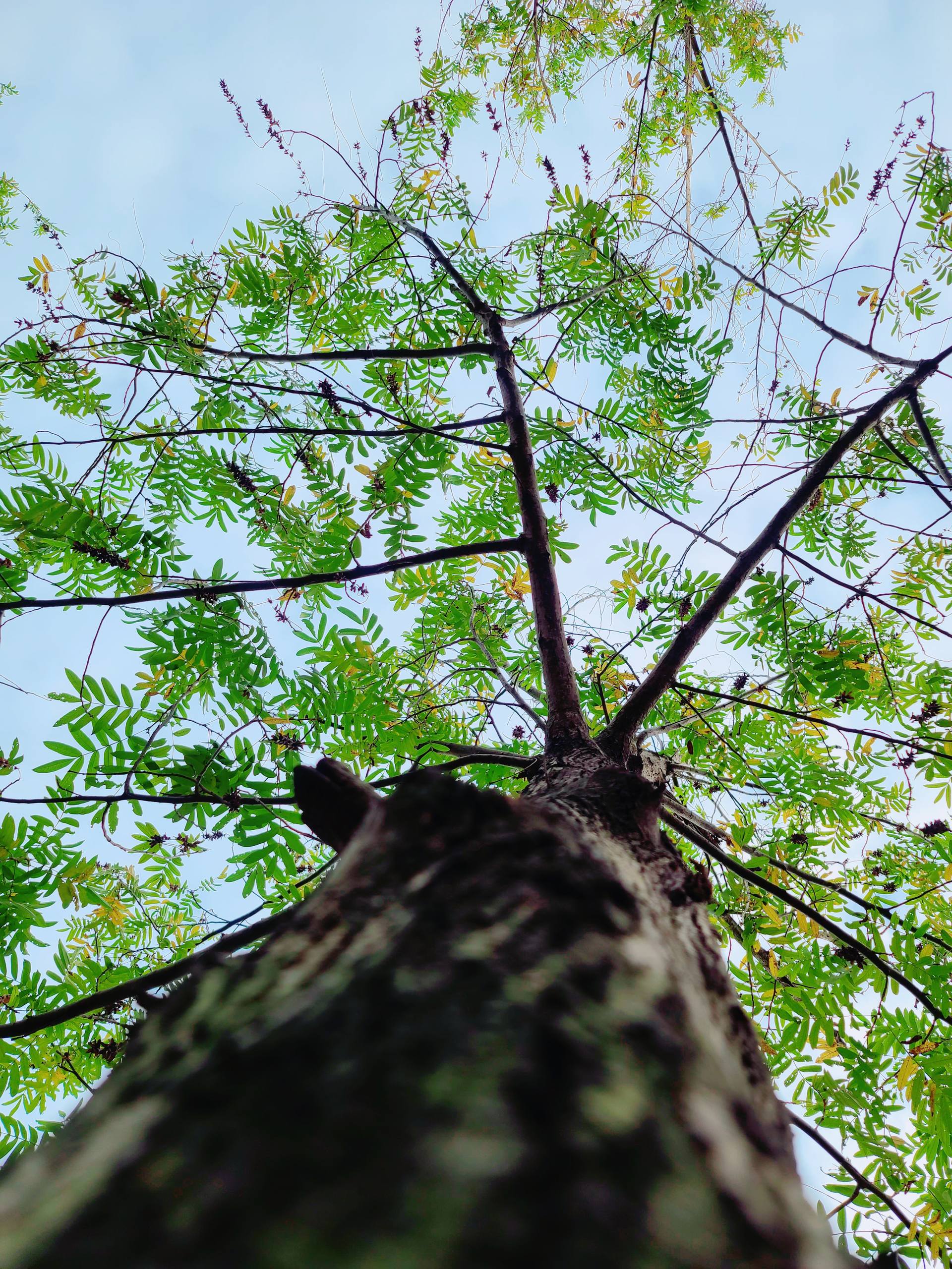 植物战神壁纸电脑版高清壁纸预览