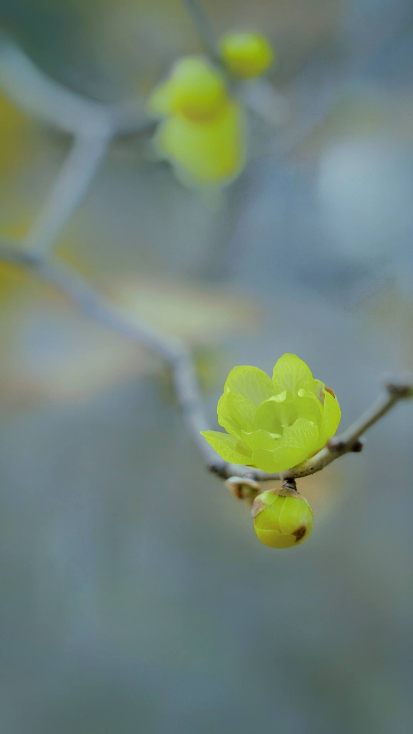 植物战神壁纸竖屏手机版壁纸预览