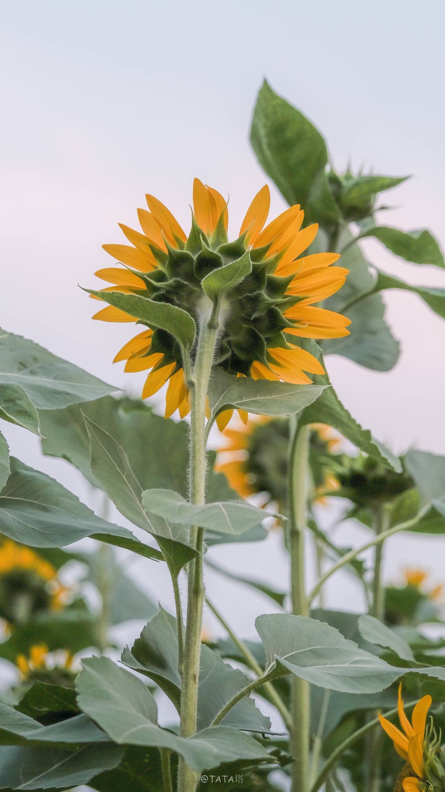 植物文案短句可爱壁纸壁纸预览