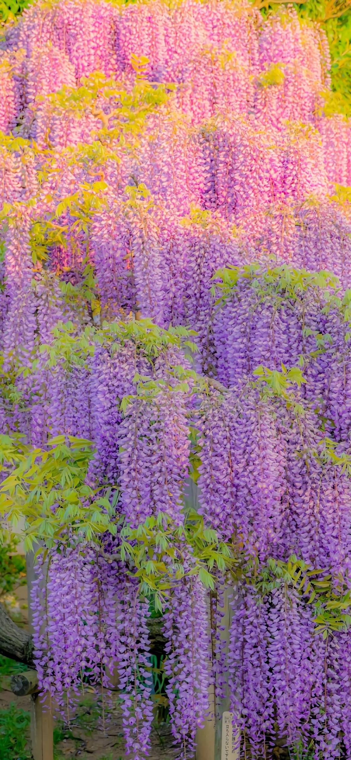 植物桌面壁纸高清壁纸壁纸预览