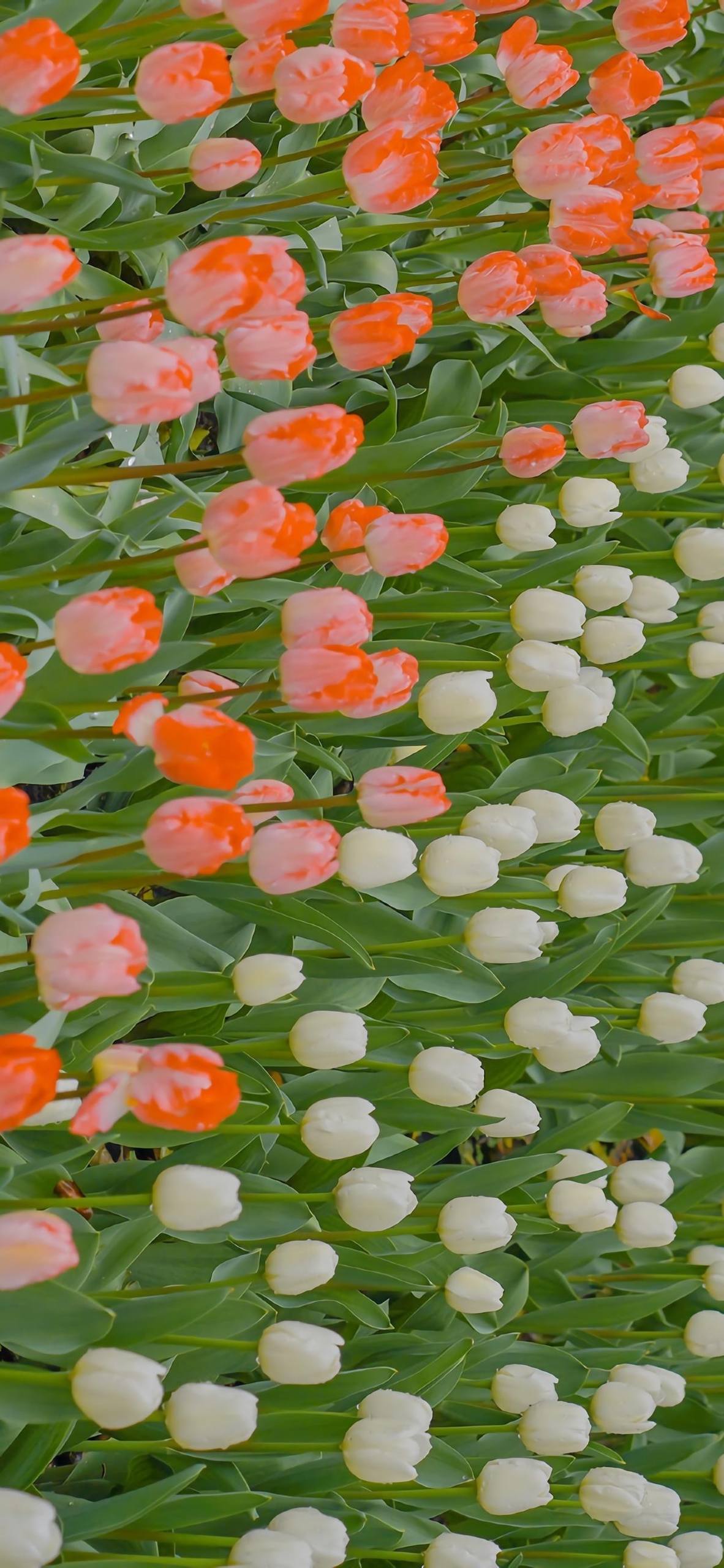 植物照片壁纸拼图大全壁纸预览