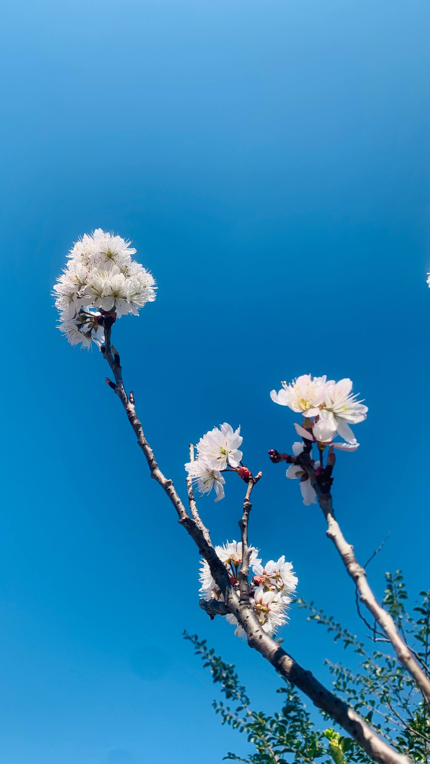 植物白描壁纸原画图片壁纸预览