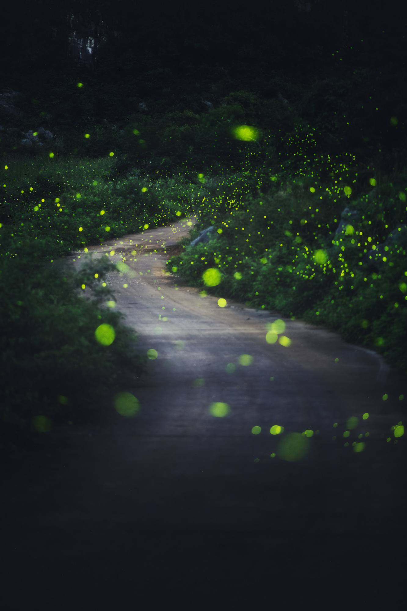 植物的系统壁纸素材高清壁纸预览