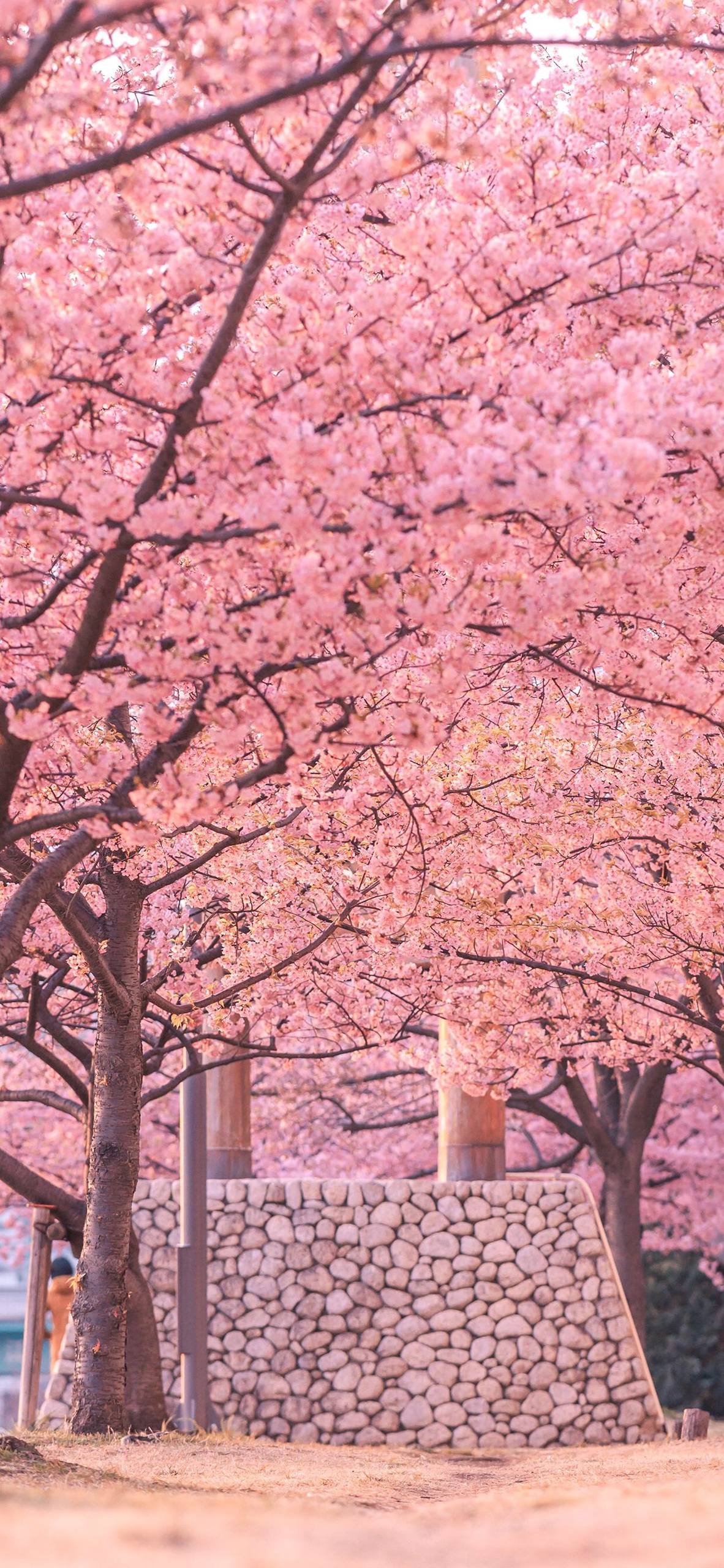 植物盆栽壁纸壁纸预览