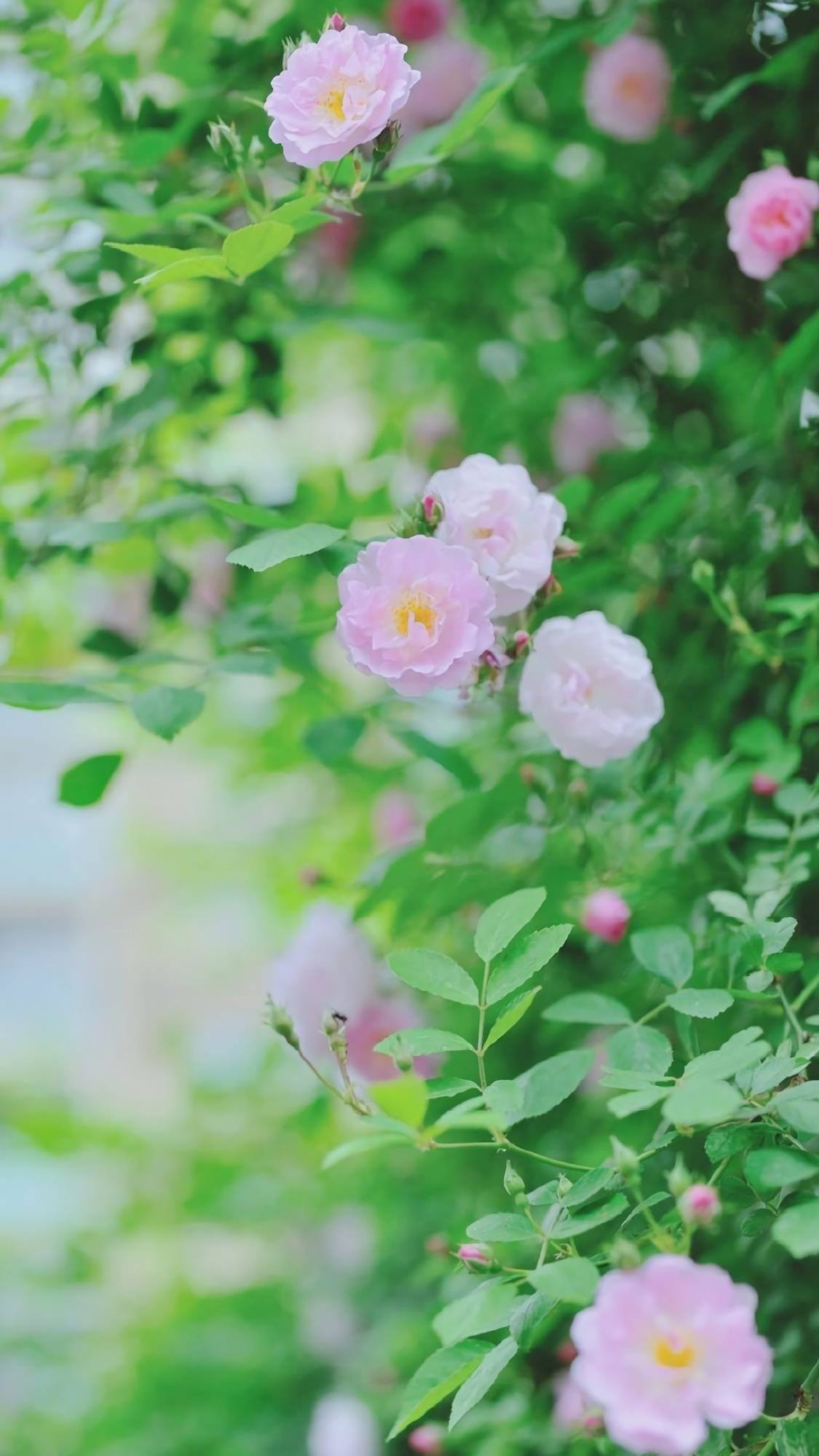 植物竖版壁纸图片壁纸预览