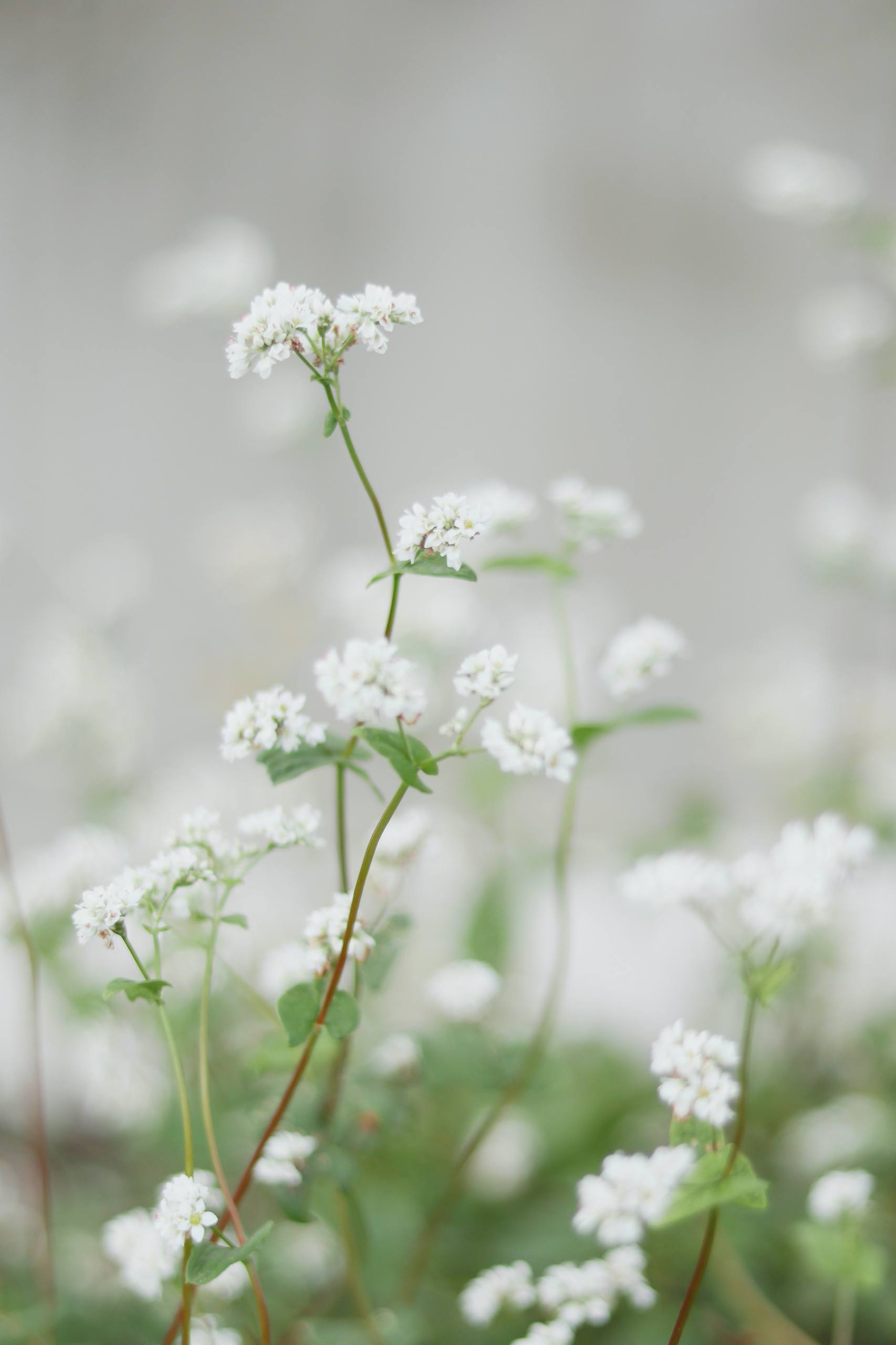 植物简笔画椰子树壁纸壁纸预览