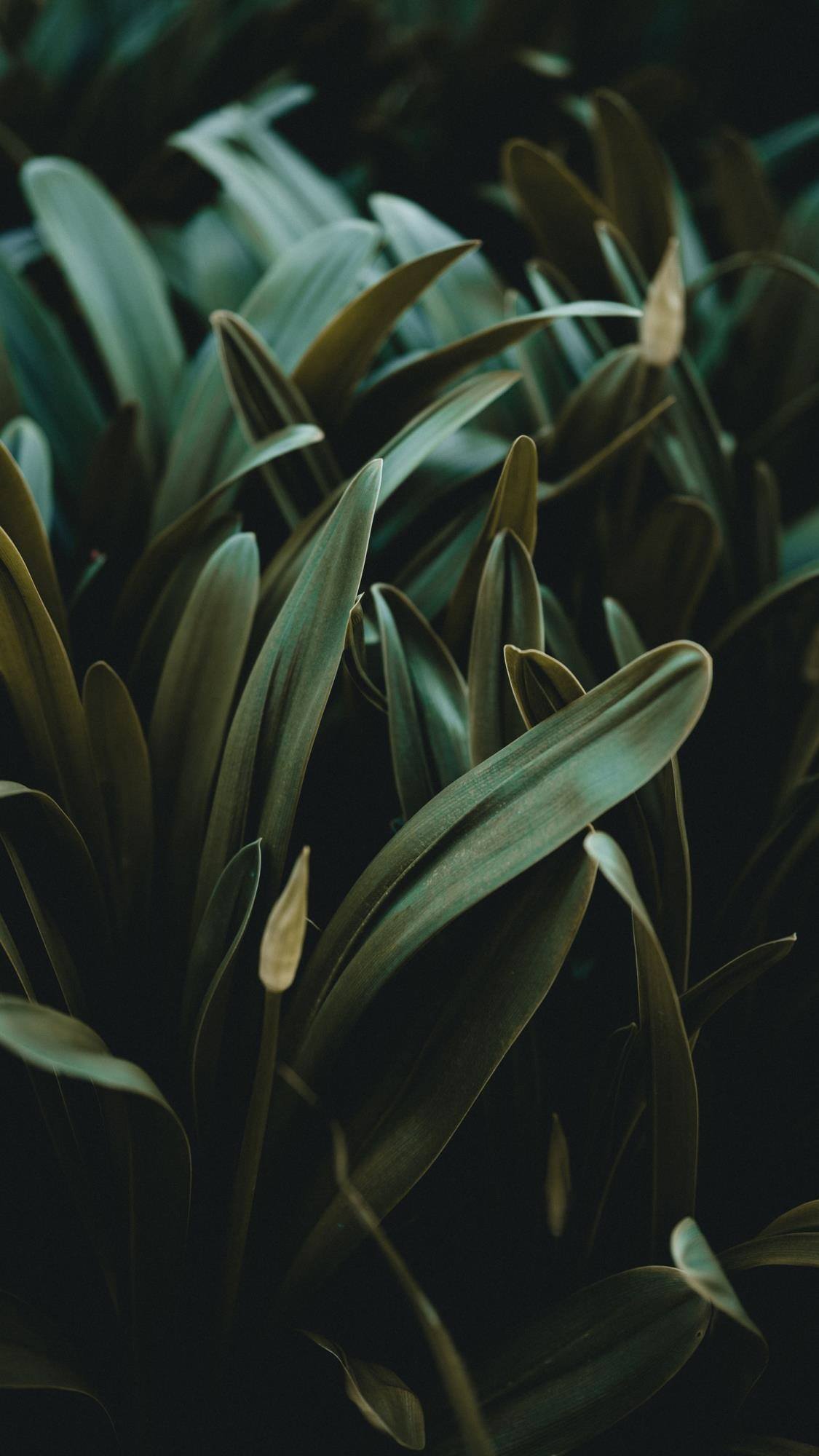 植物系手机壁纸男生霸气壁纸预览