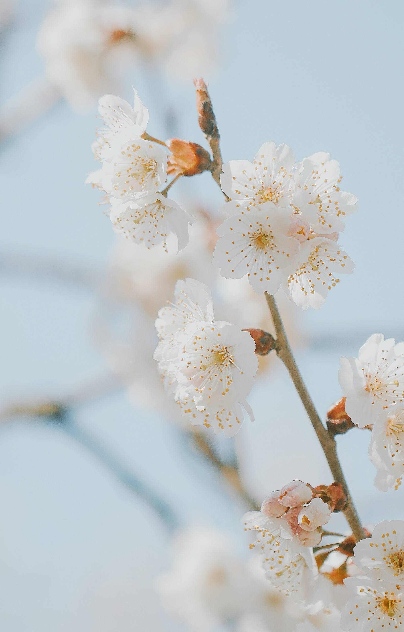 植物红果果壁纸高清壁纸预览