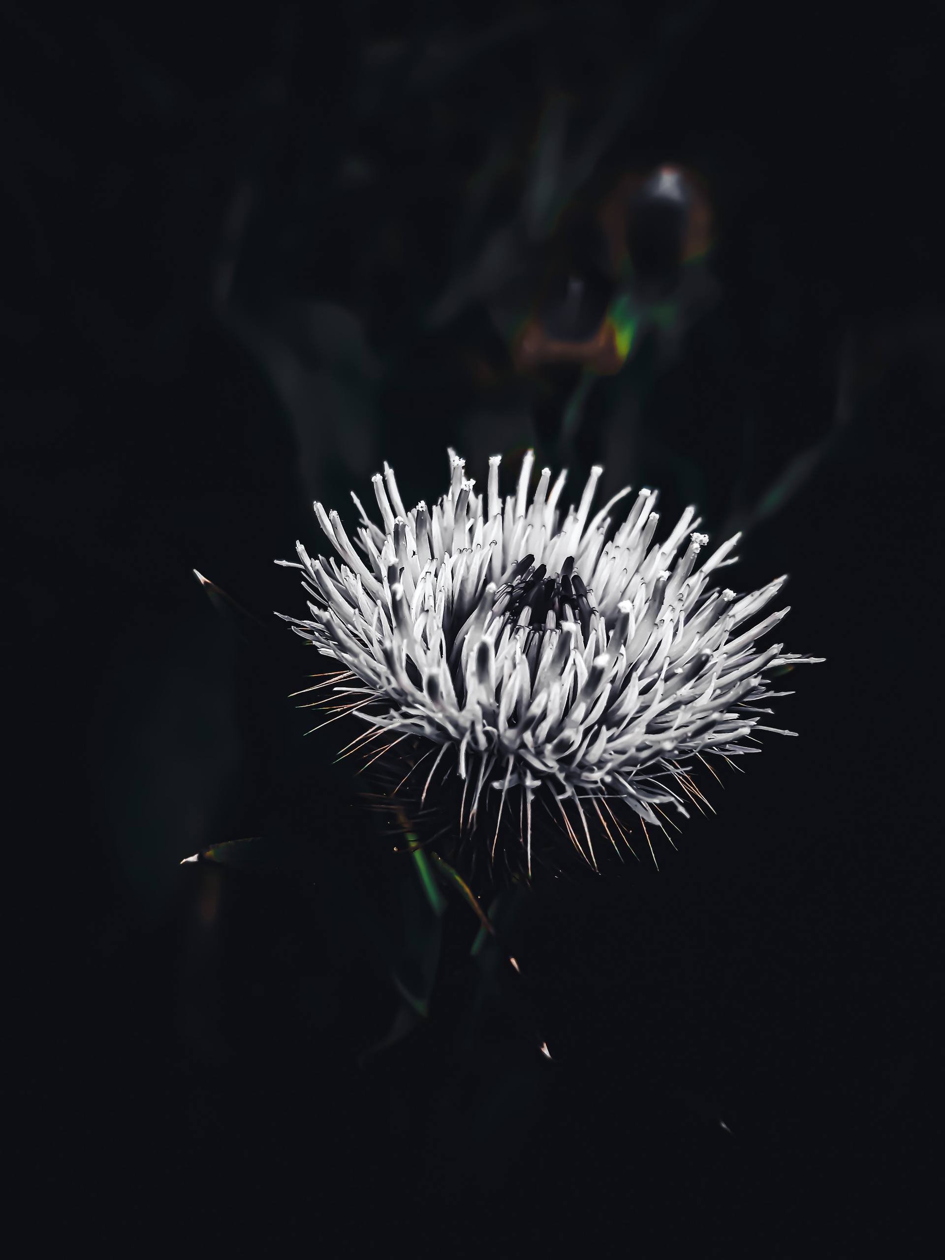 植物线描壁纸大全高清图壁纸预览