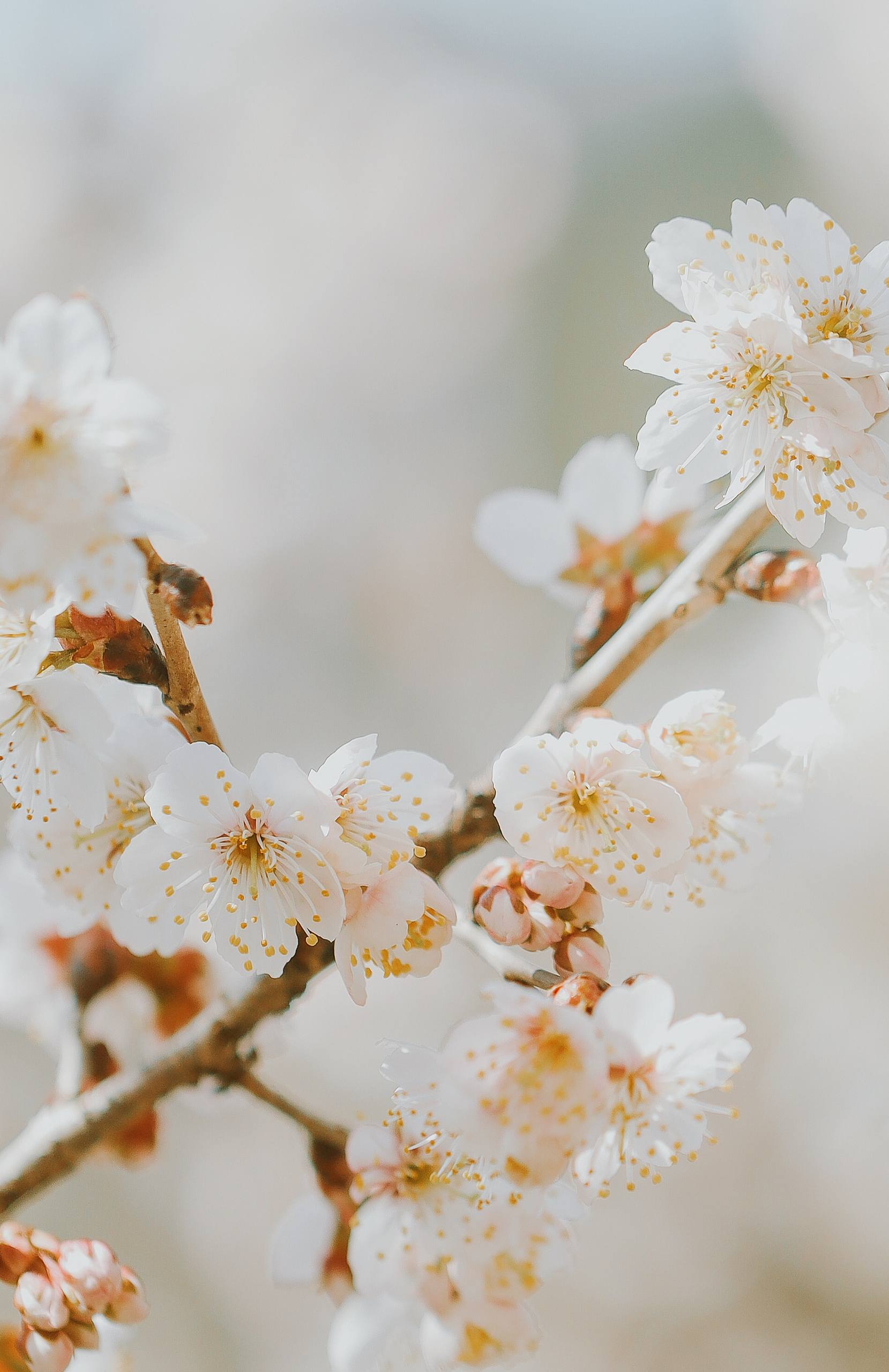 植物美图壁纸图文素材高清壁纸预览