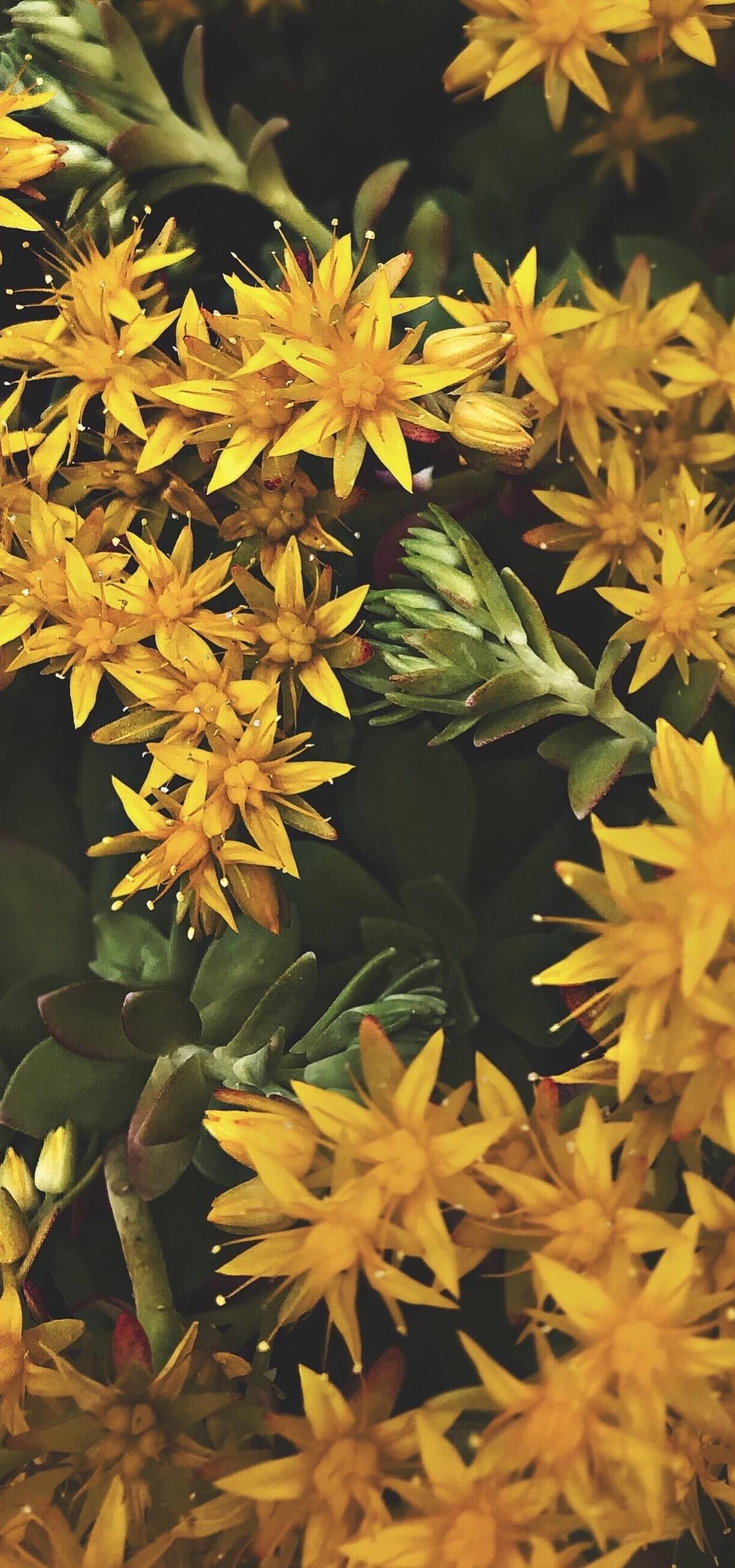 植物花卉玫瑰壁纸壁纸预览