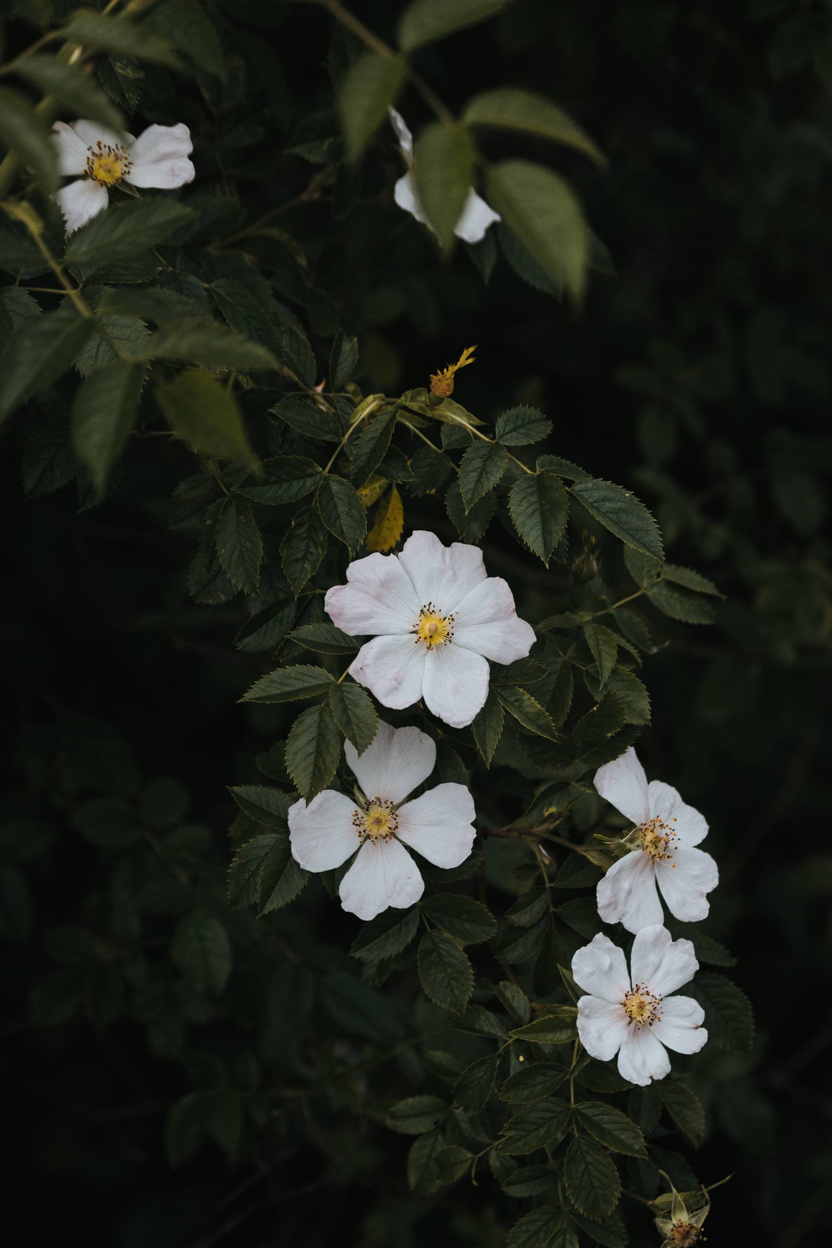 植物花卉防水壁纸高清图片壁纸预览