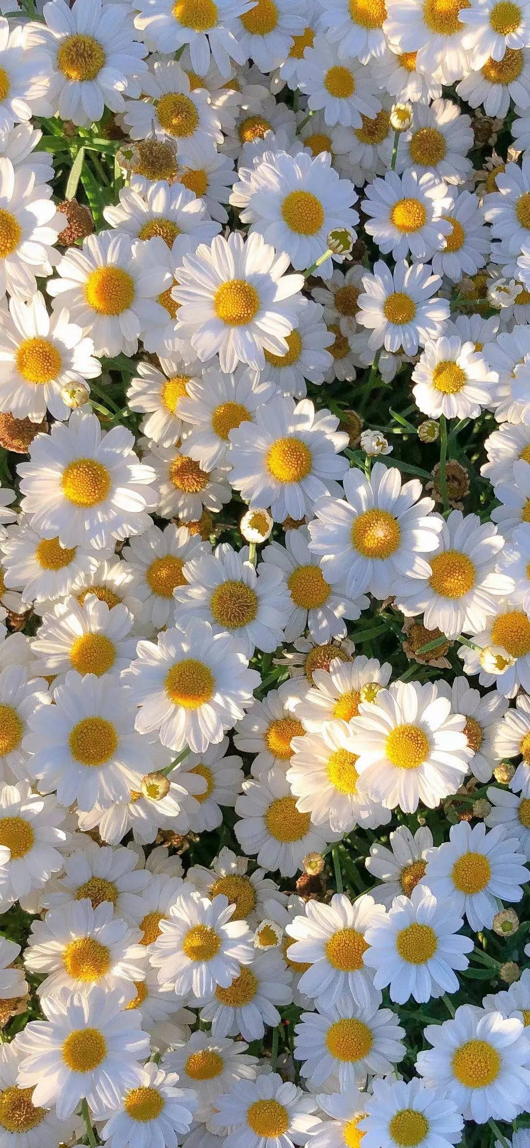 植物花壁纸高清横屏壁纸预览