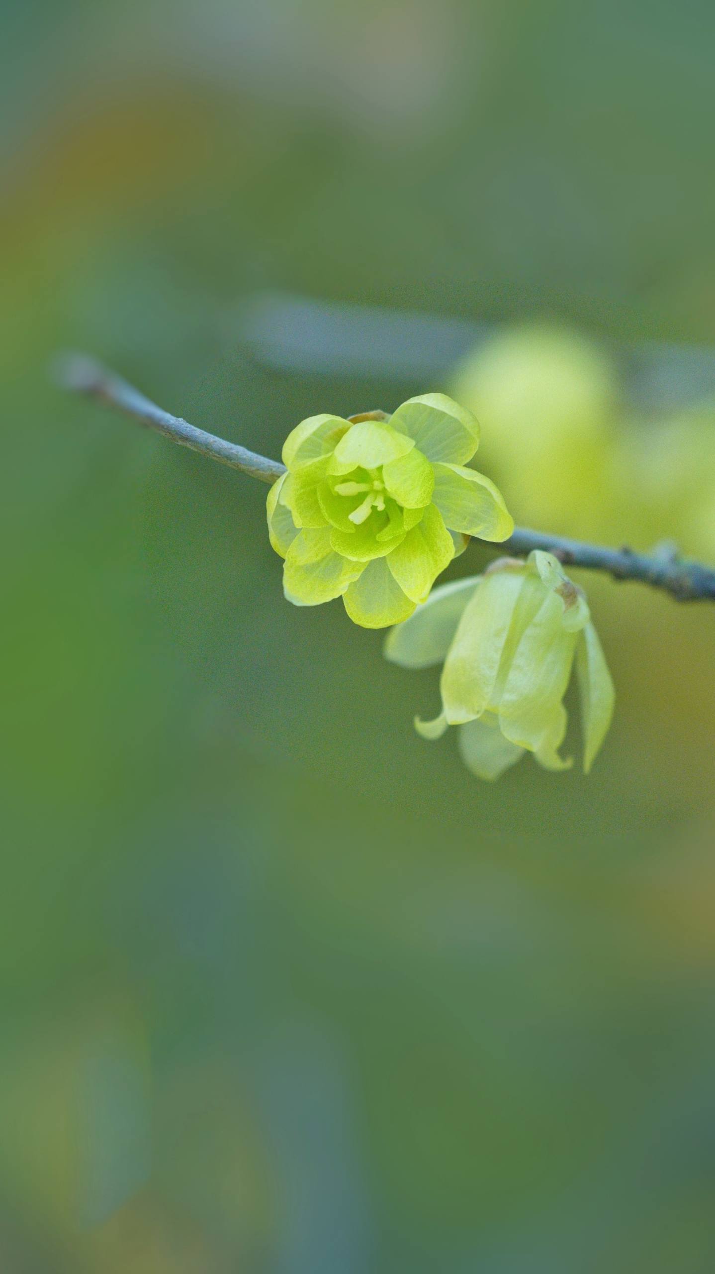 植物花香壁纸壁纸预览