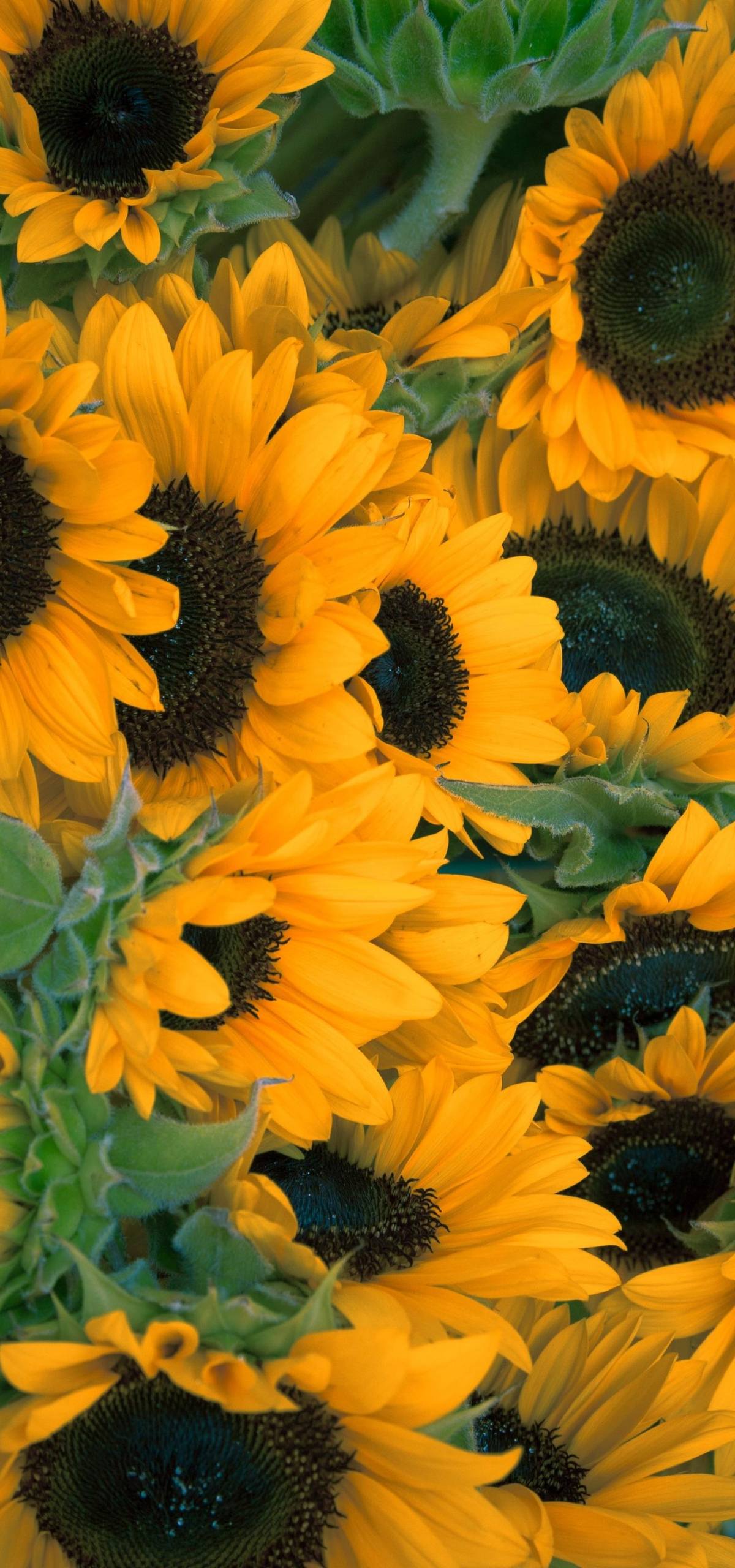 植物视觉手机壁纸壁纸预览