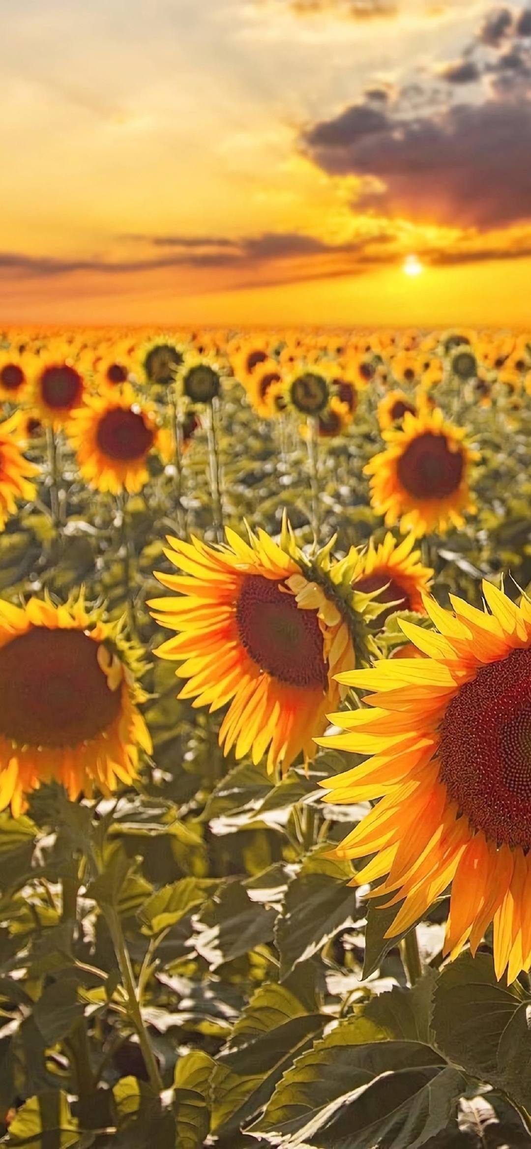 植物速写系列壁纸壁纸预览