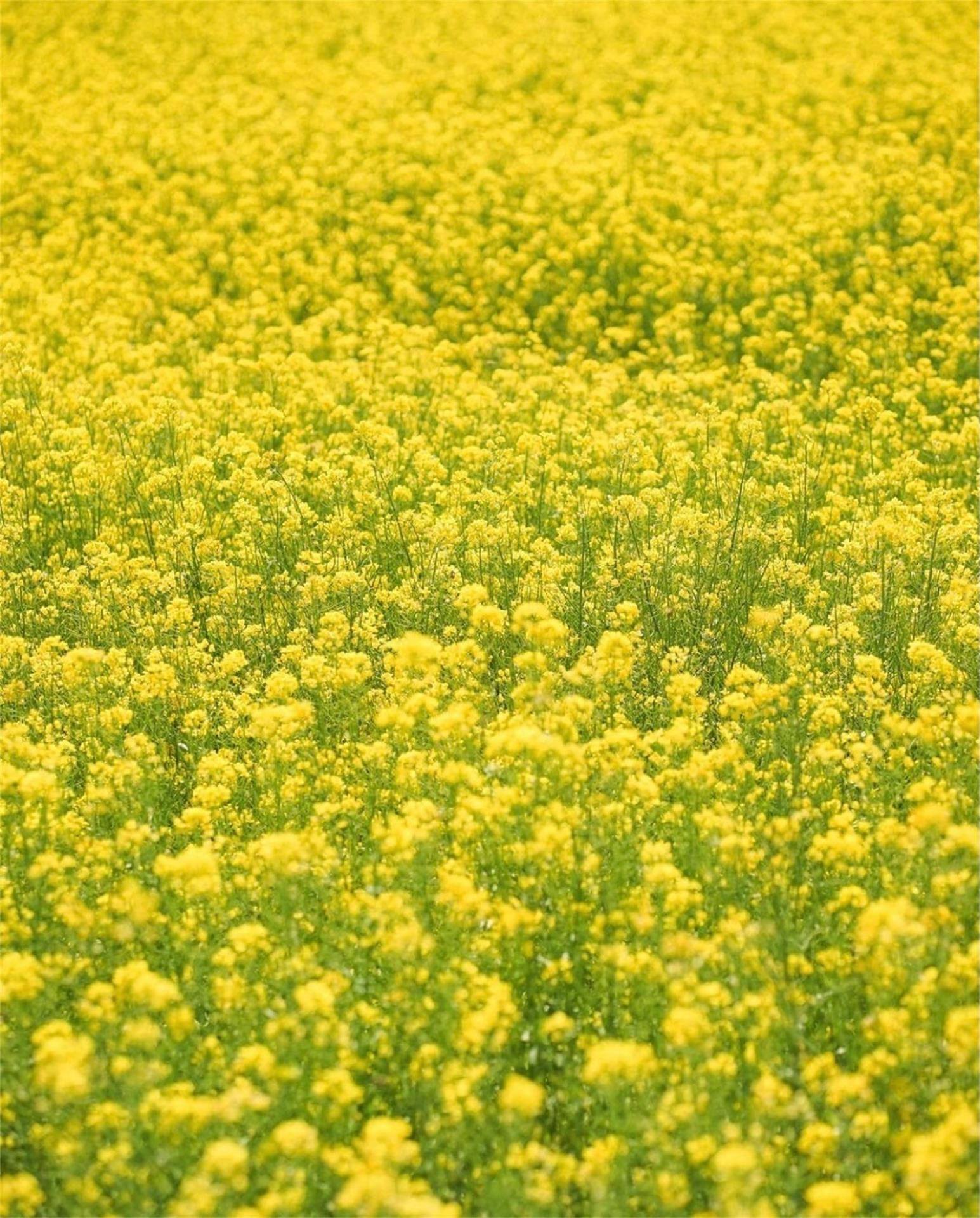 植物速写背景壁纸竖屏壁纸预览