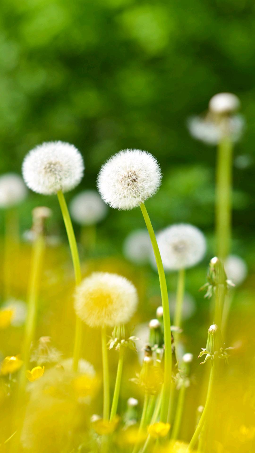 植物锁屏壁纸电脑治愈壁纸预览