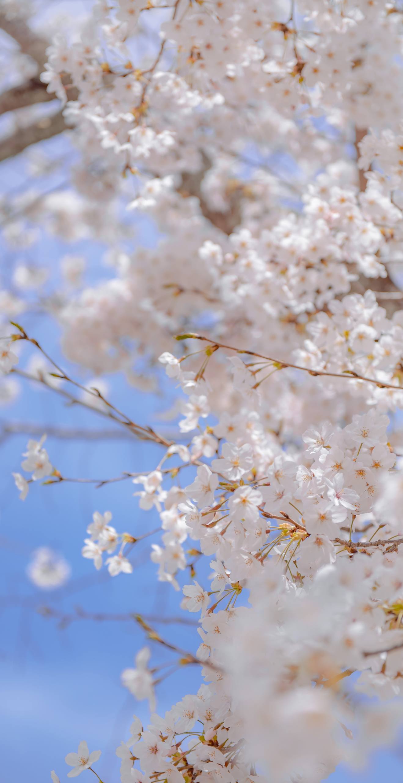 沙漠动植物壁纸下载壁纸预览