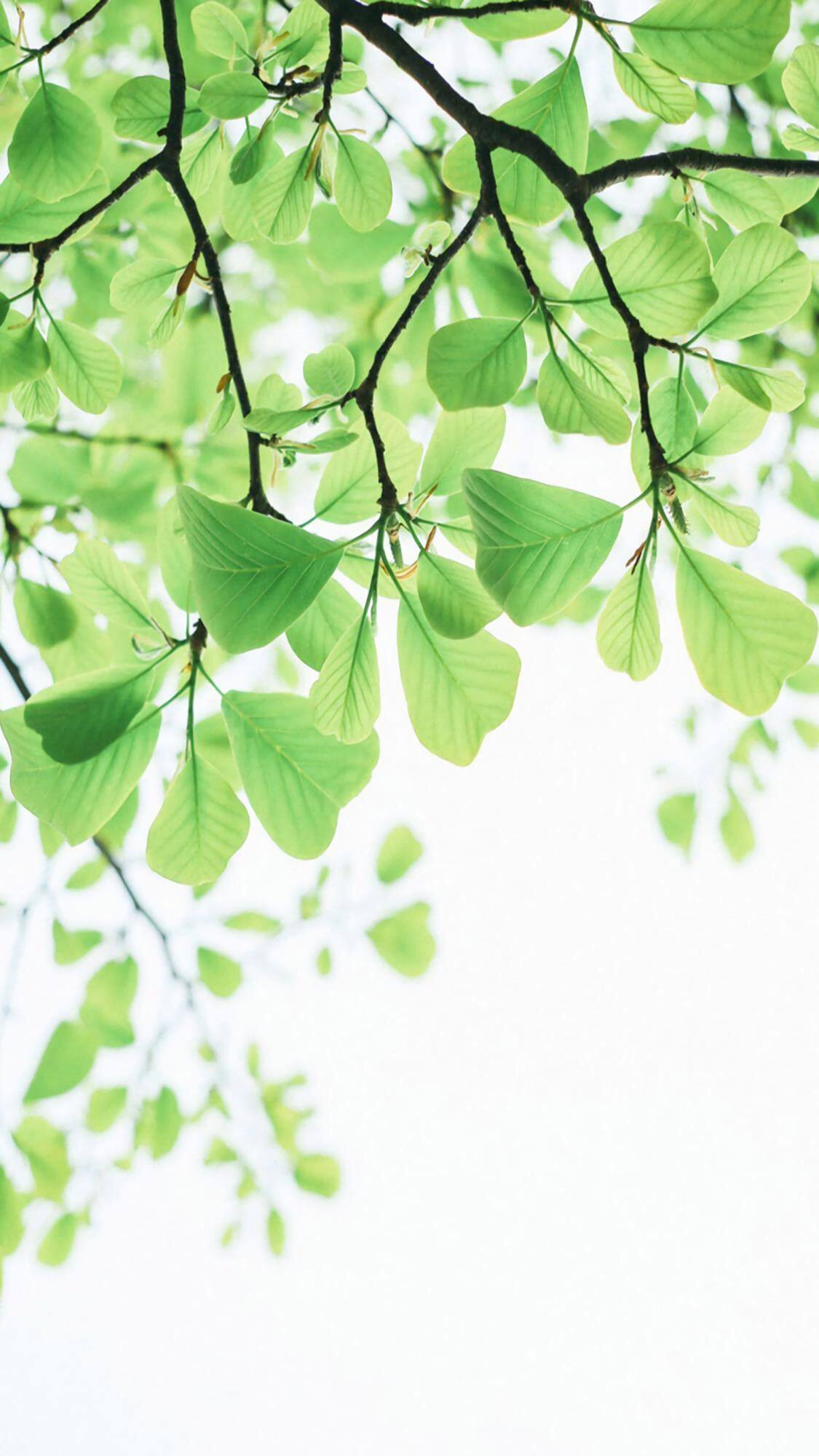 油画植物壁纸高级版壁纸预览