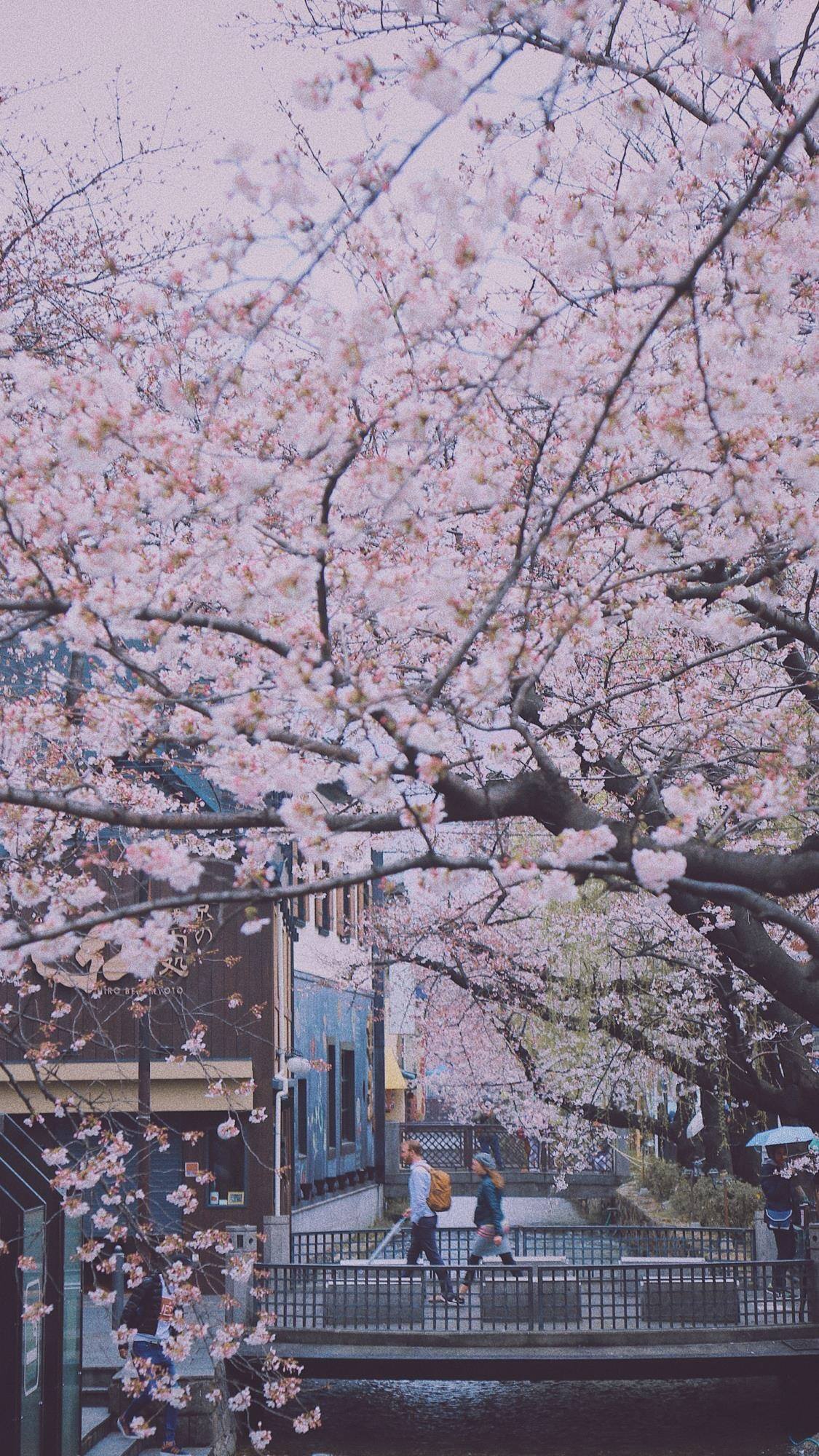 治愈植物图片壁纸大全壁纸预览