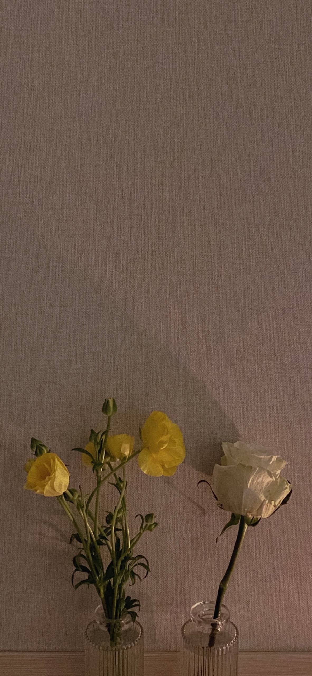 海洋植物手机壁纸高清图壁纸预览