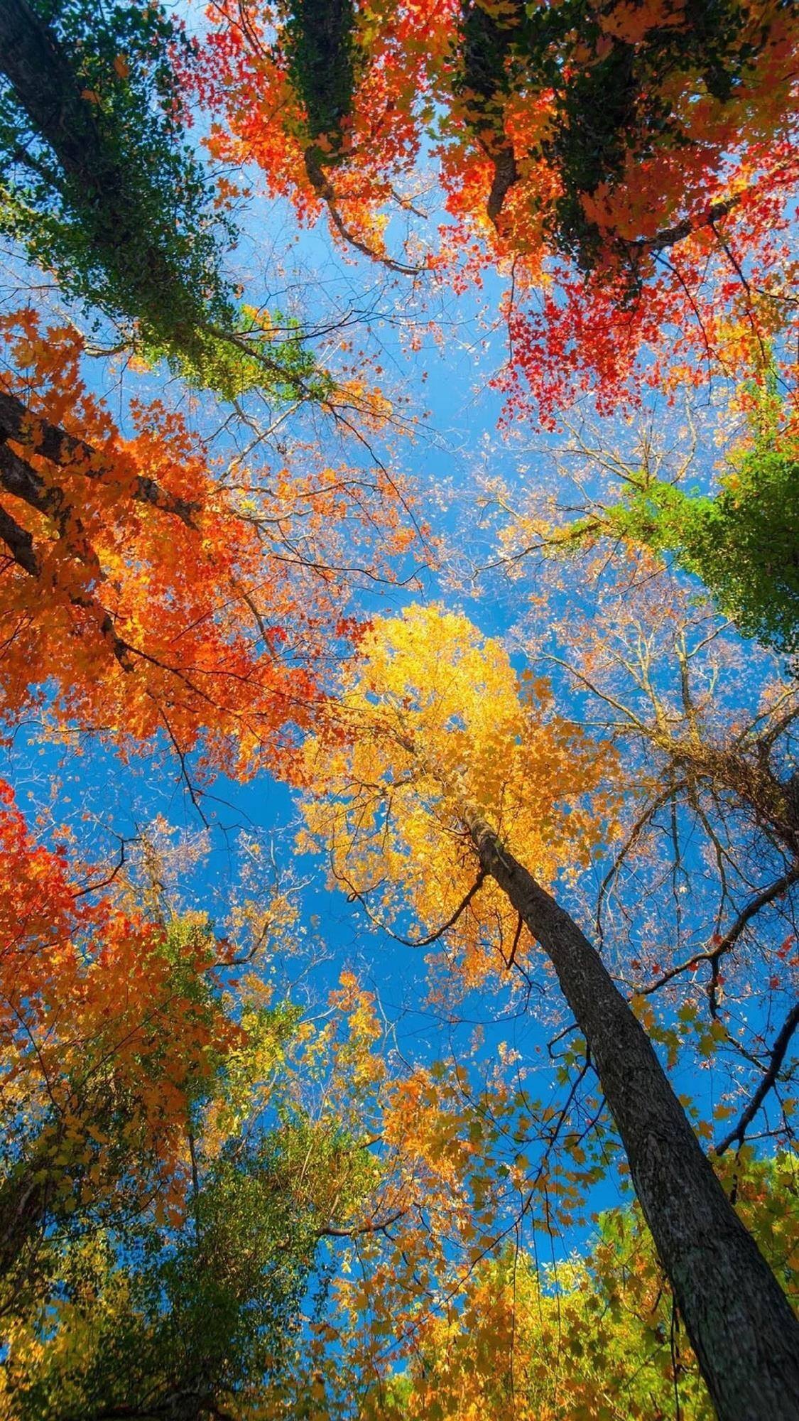 潮流植物照片大全高清壁纸壁纸预览
