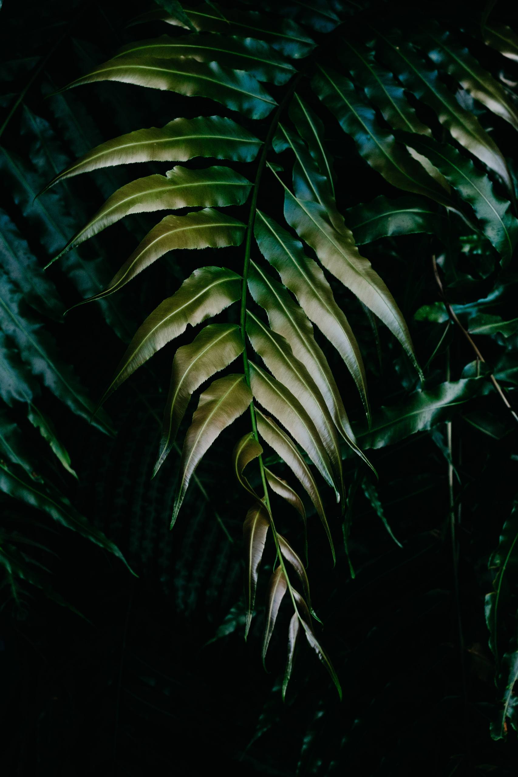 灰绿色植物壁纸图片壁纸预览