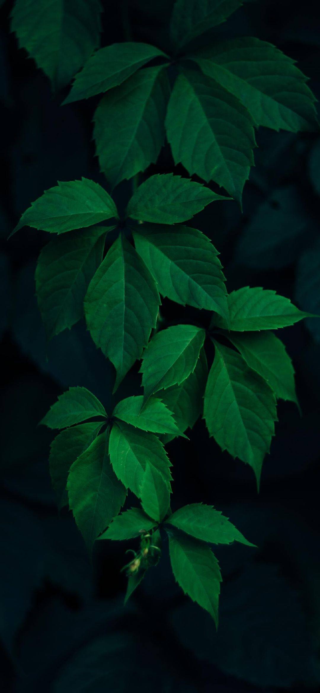 熏衣草植物壁纸高清图壁纸预览