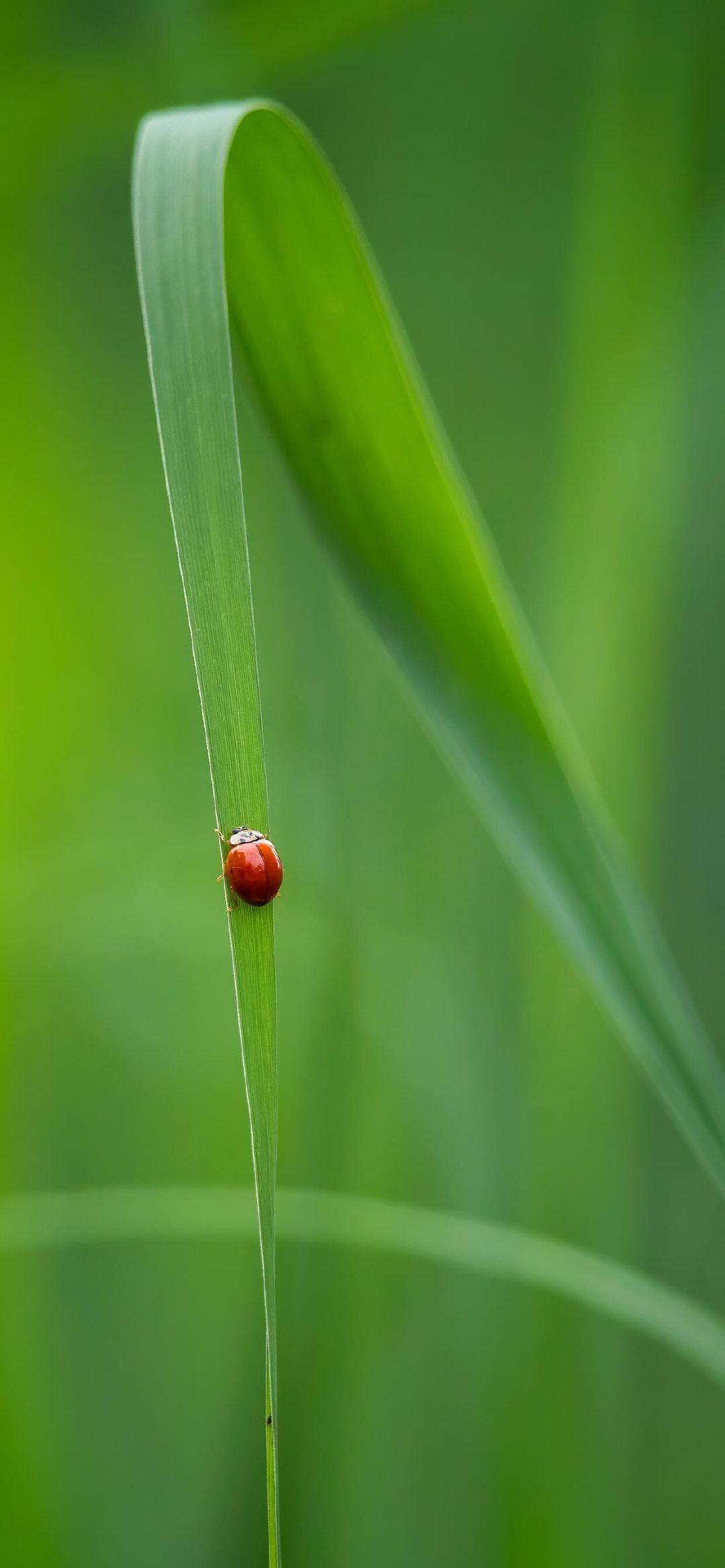 电脑壁纸搞笑植物高清壁纸预览