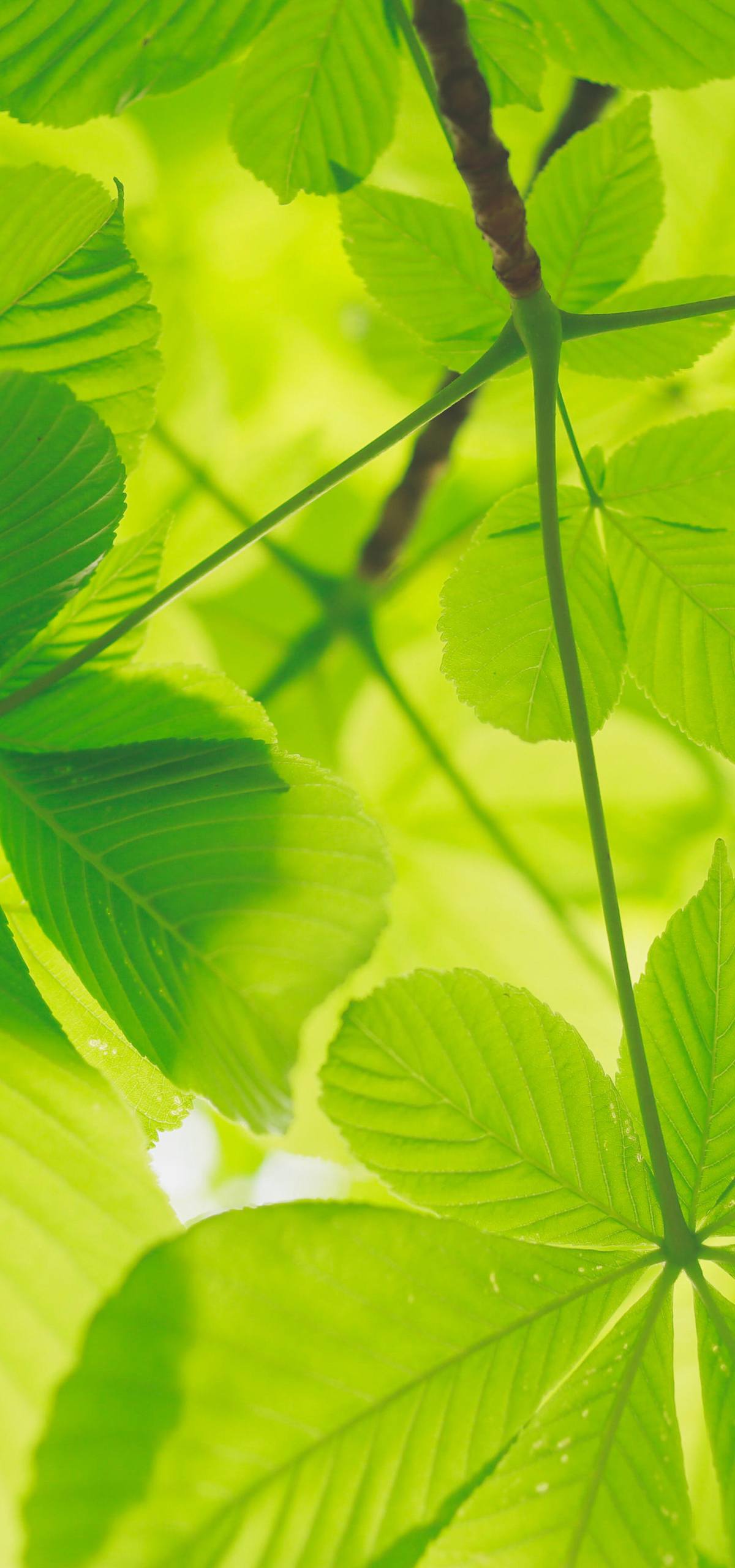 电脑桌面壁纸植物壁纸预览