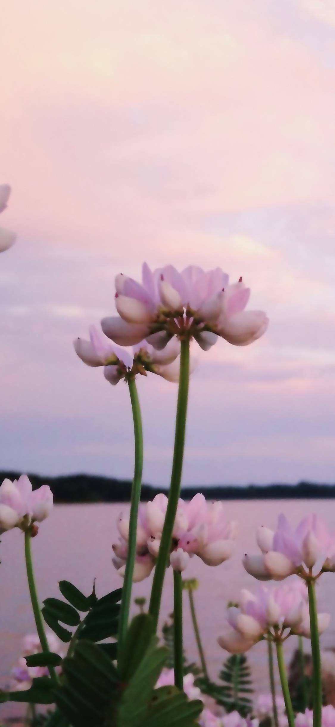 神秘植物壁纸图片壁纸预览