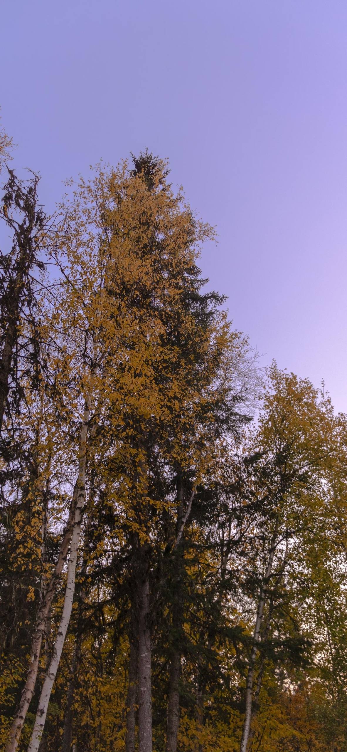 绿色养眼壁纸植物壁纸预览