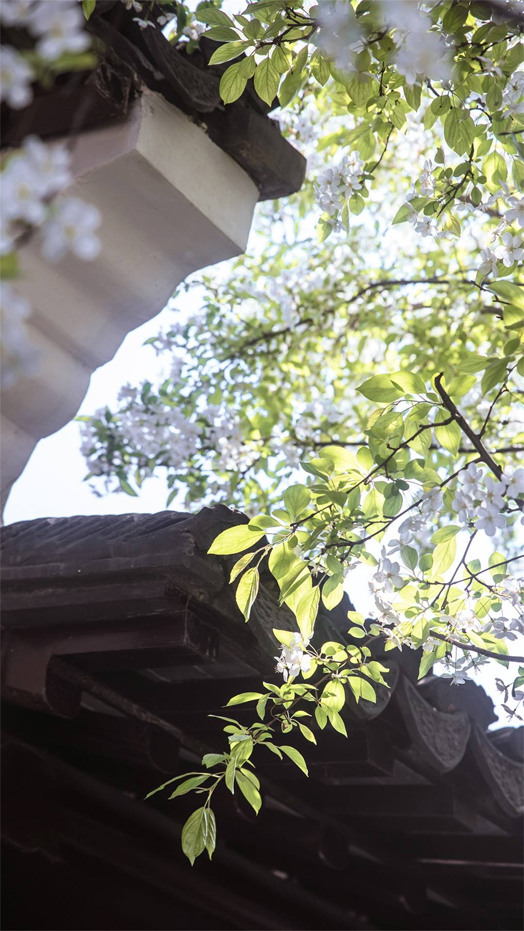 绿色植物可爱图片壁纸壁纸预览