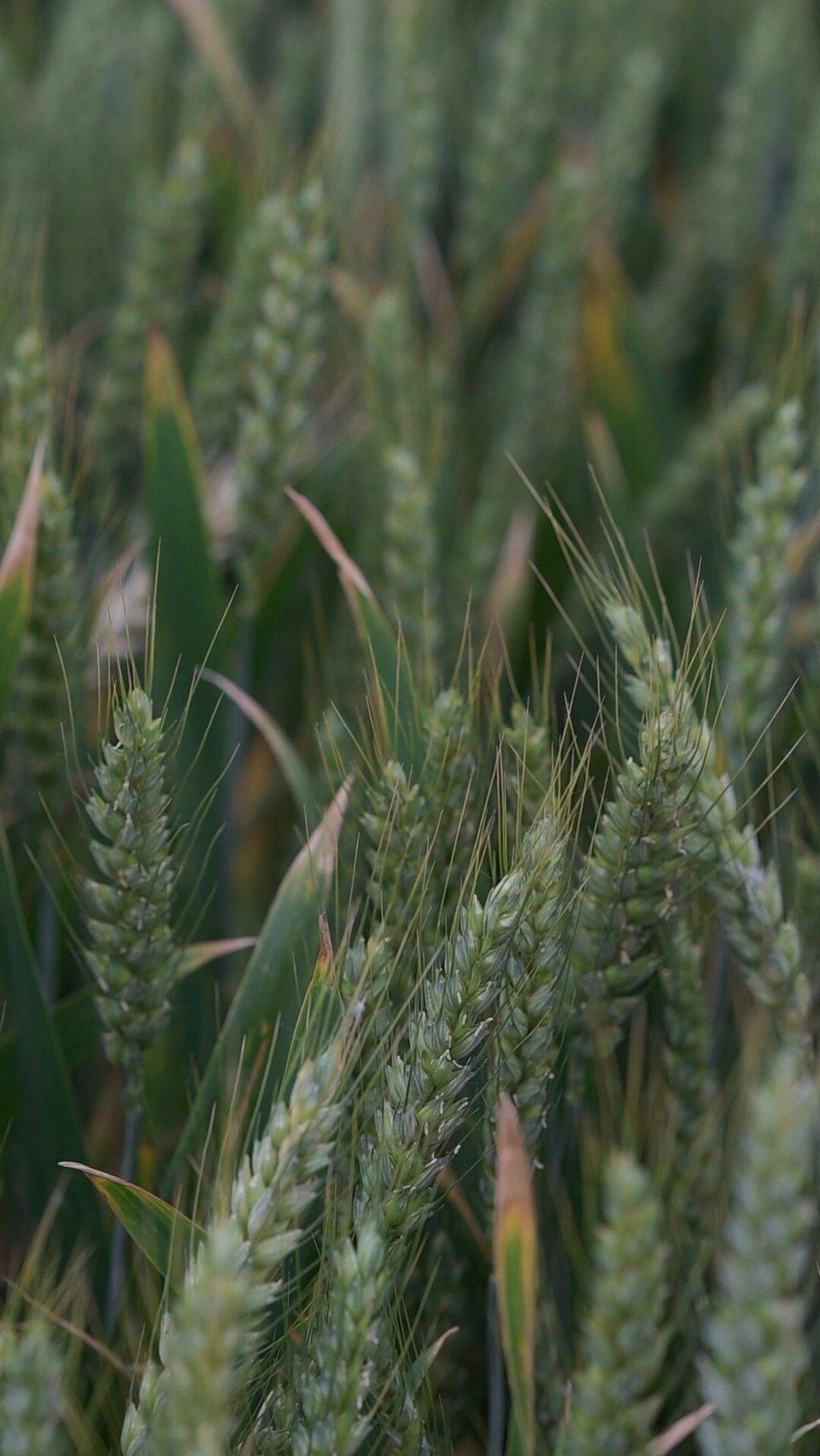 绿色植物图片壁纸大全壁纸预览