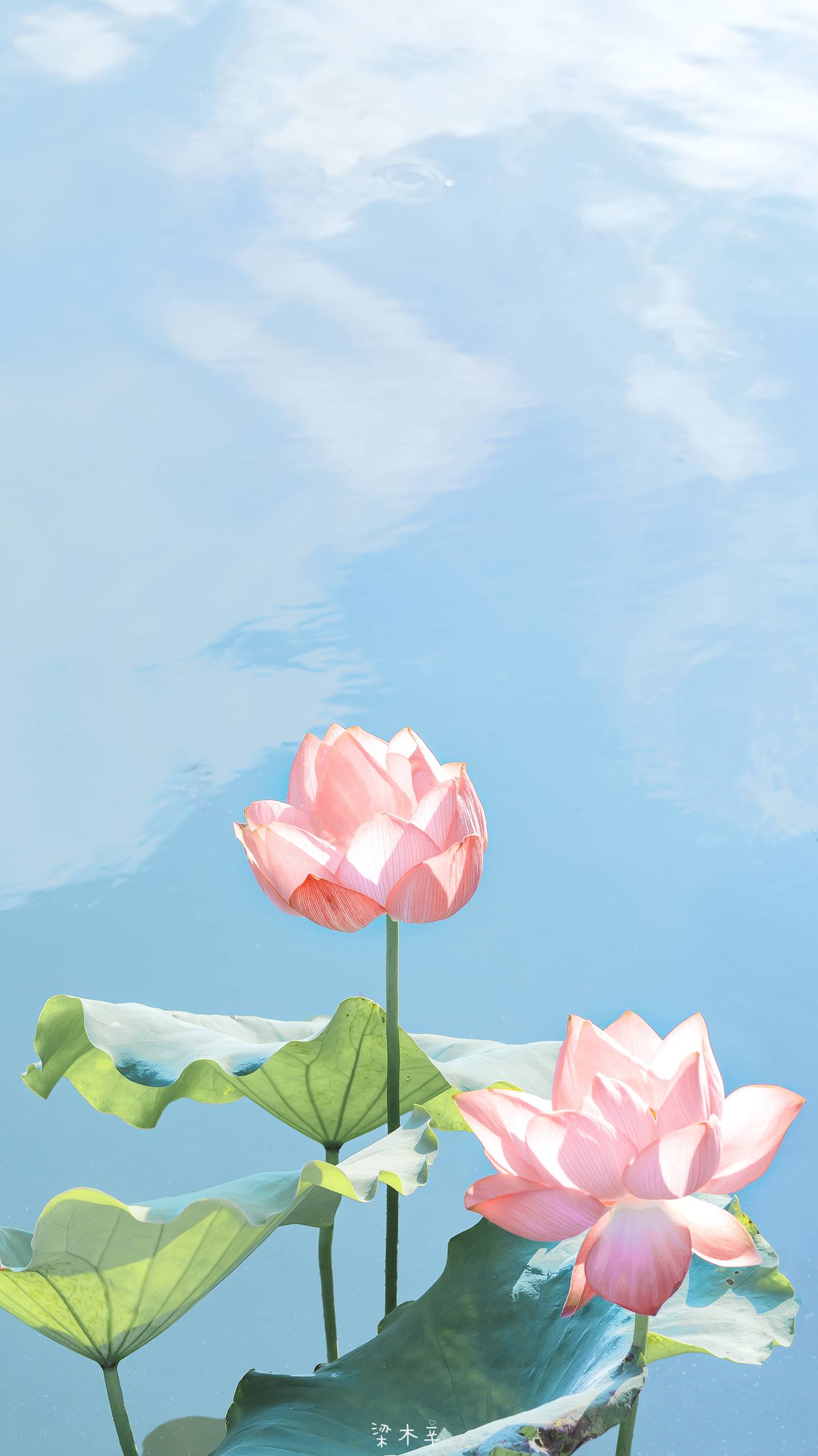 绿色植物壁纸四叶草壁纸预览