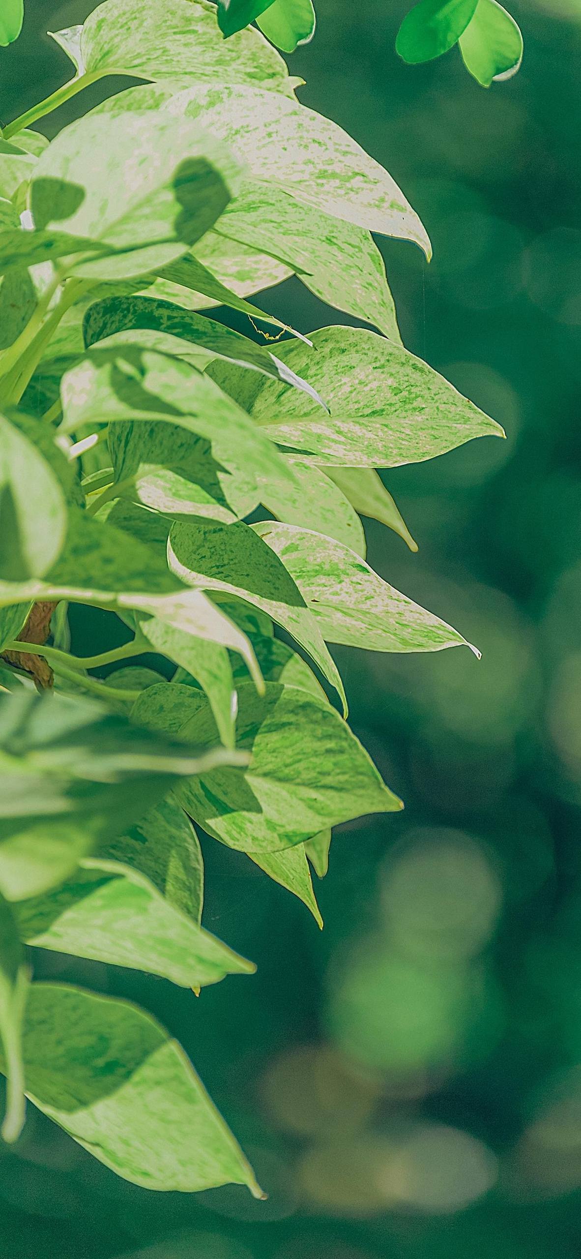 绿色植物手机壁纸小清新壁纸预览