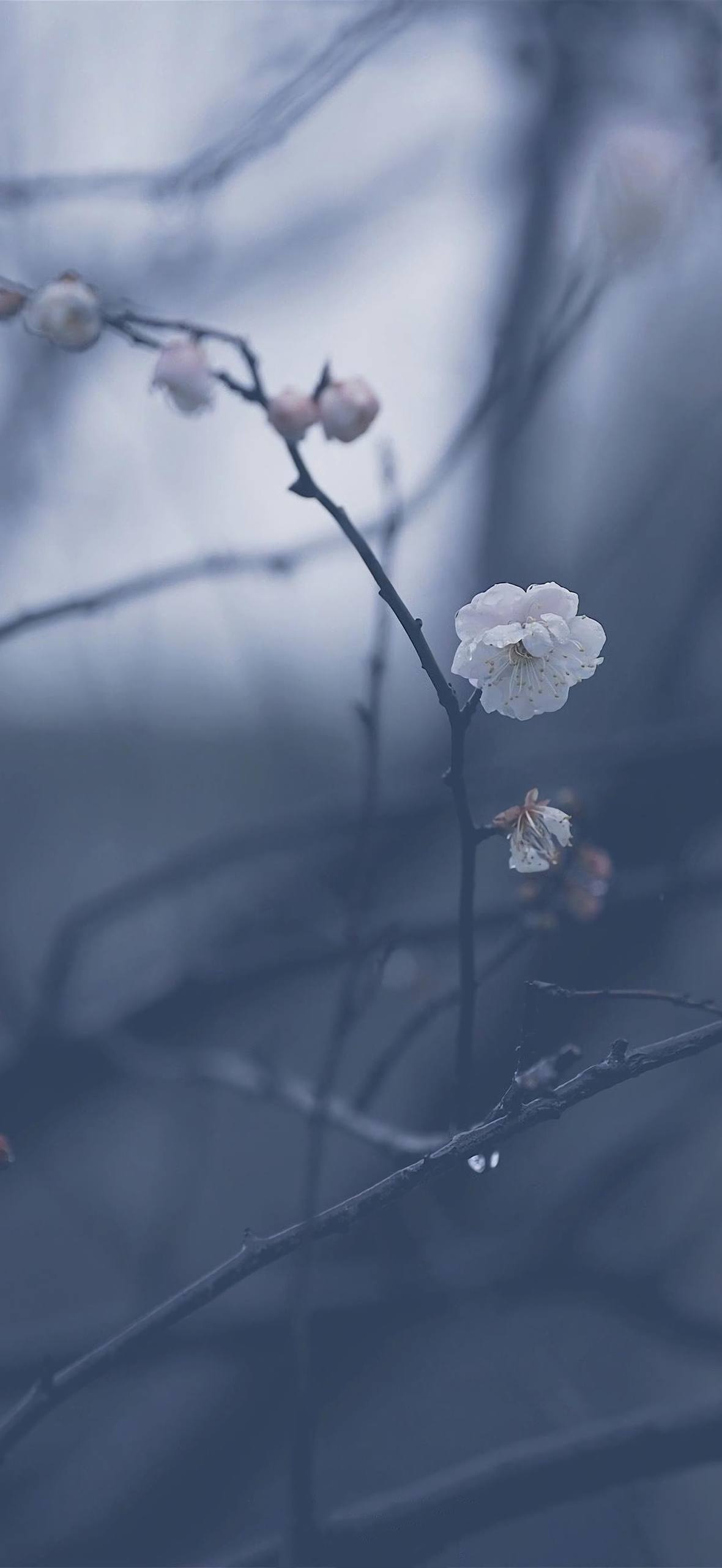绿色植物最新壁纸图片壁纸预览