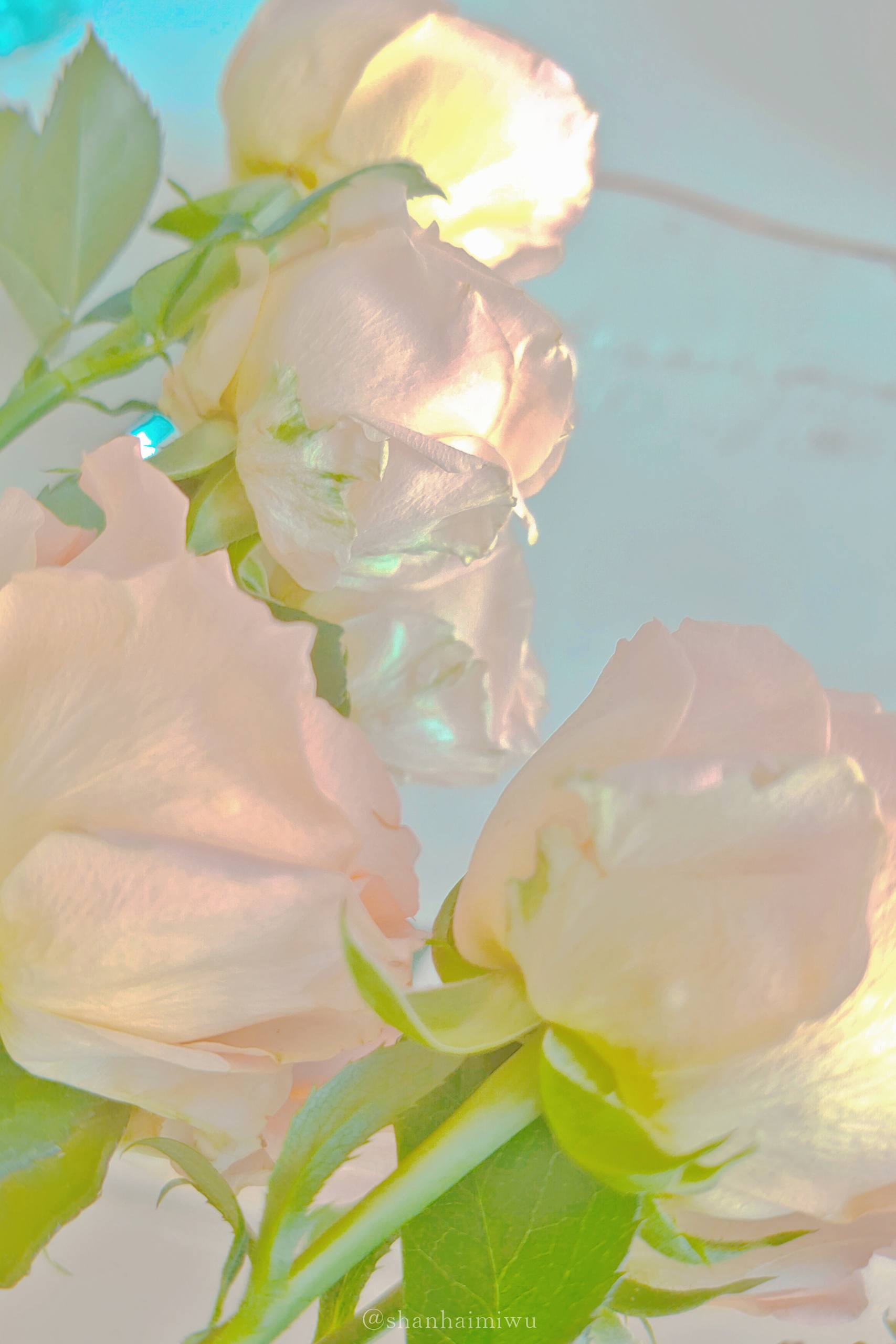 绿草植物壁纸图文大全高清壁纸预览