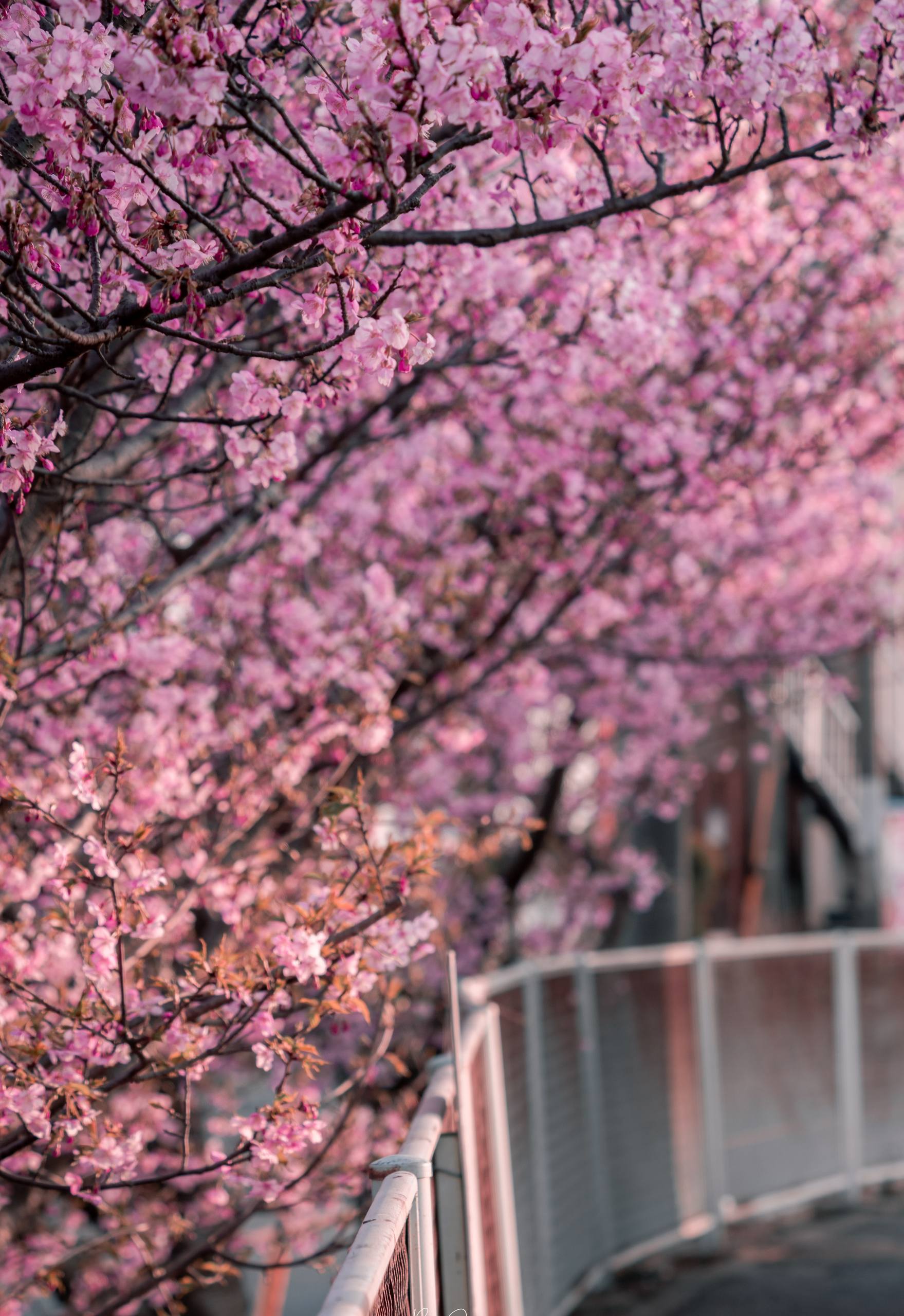 美丽的植物园壁纸图片壁纸预览
