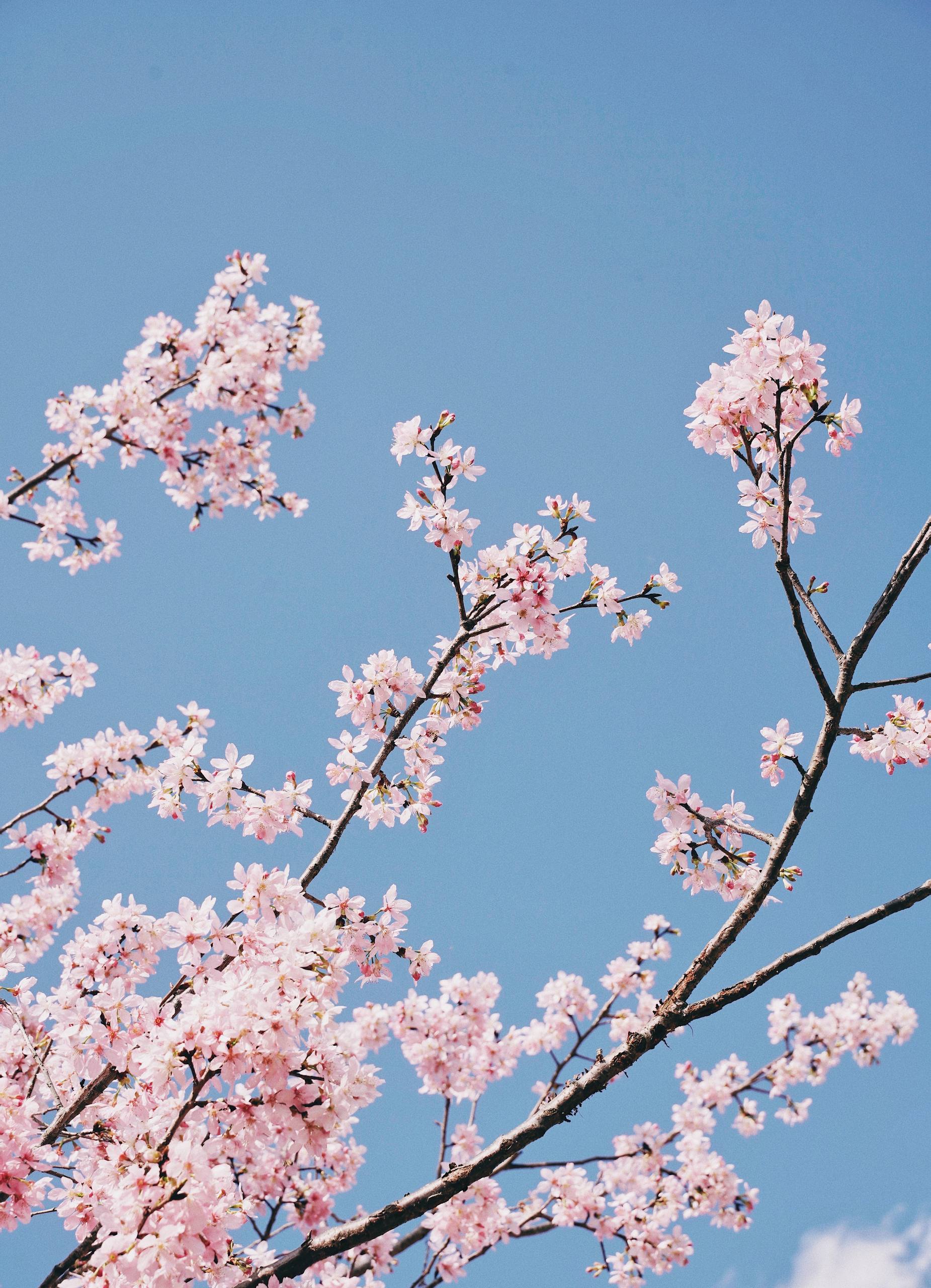 美国植物恶搞图片高清壁纸壁纸预览