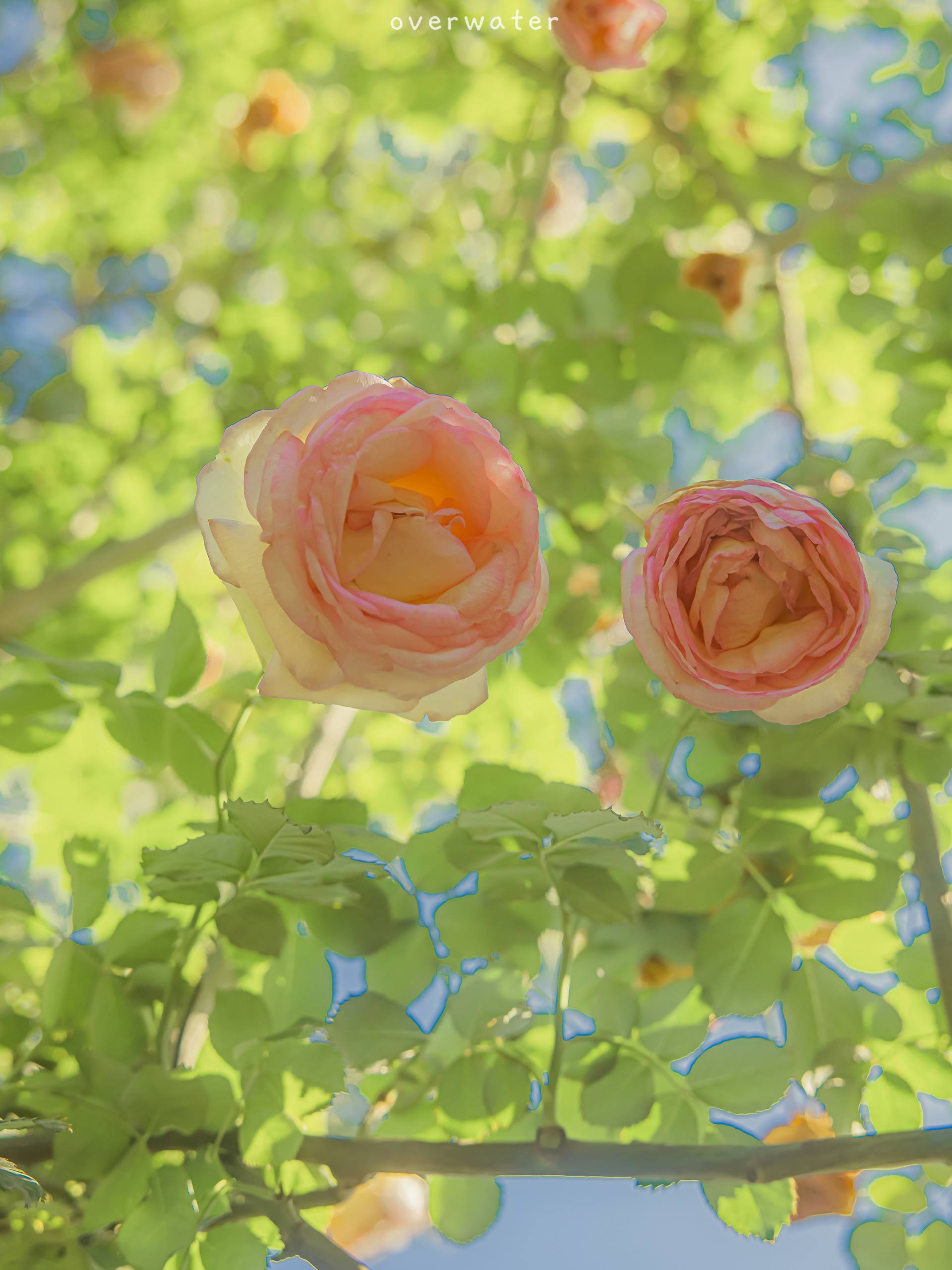 耐寒植物壁纸图片壁纸预览