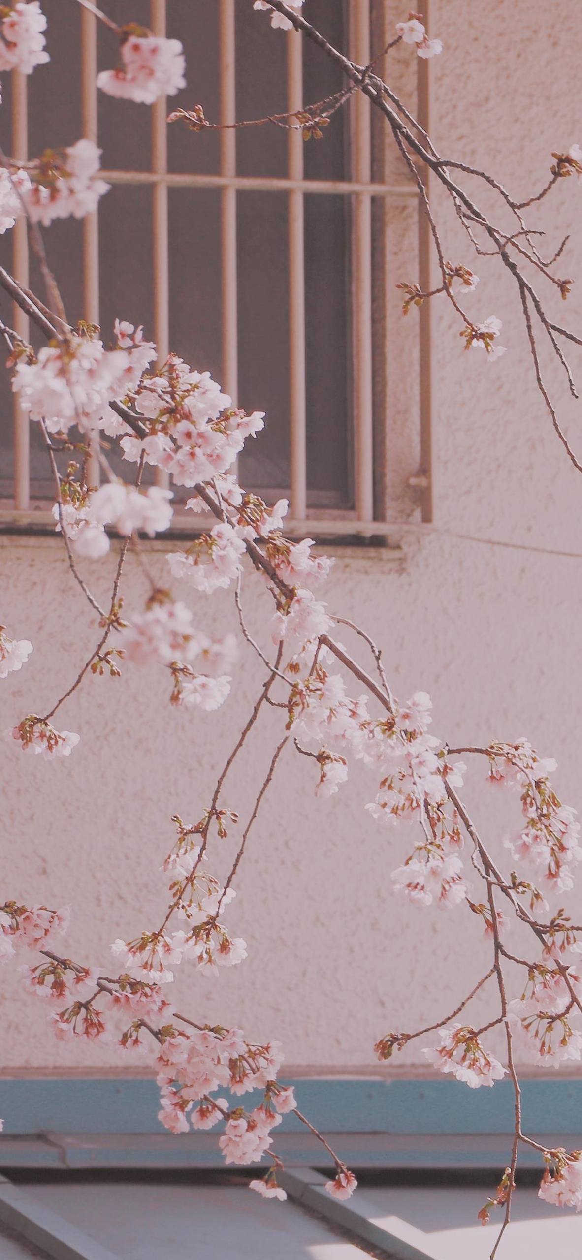 自然界植物壁纸图片大全壁纸预览