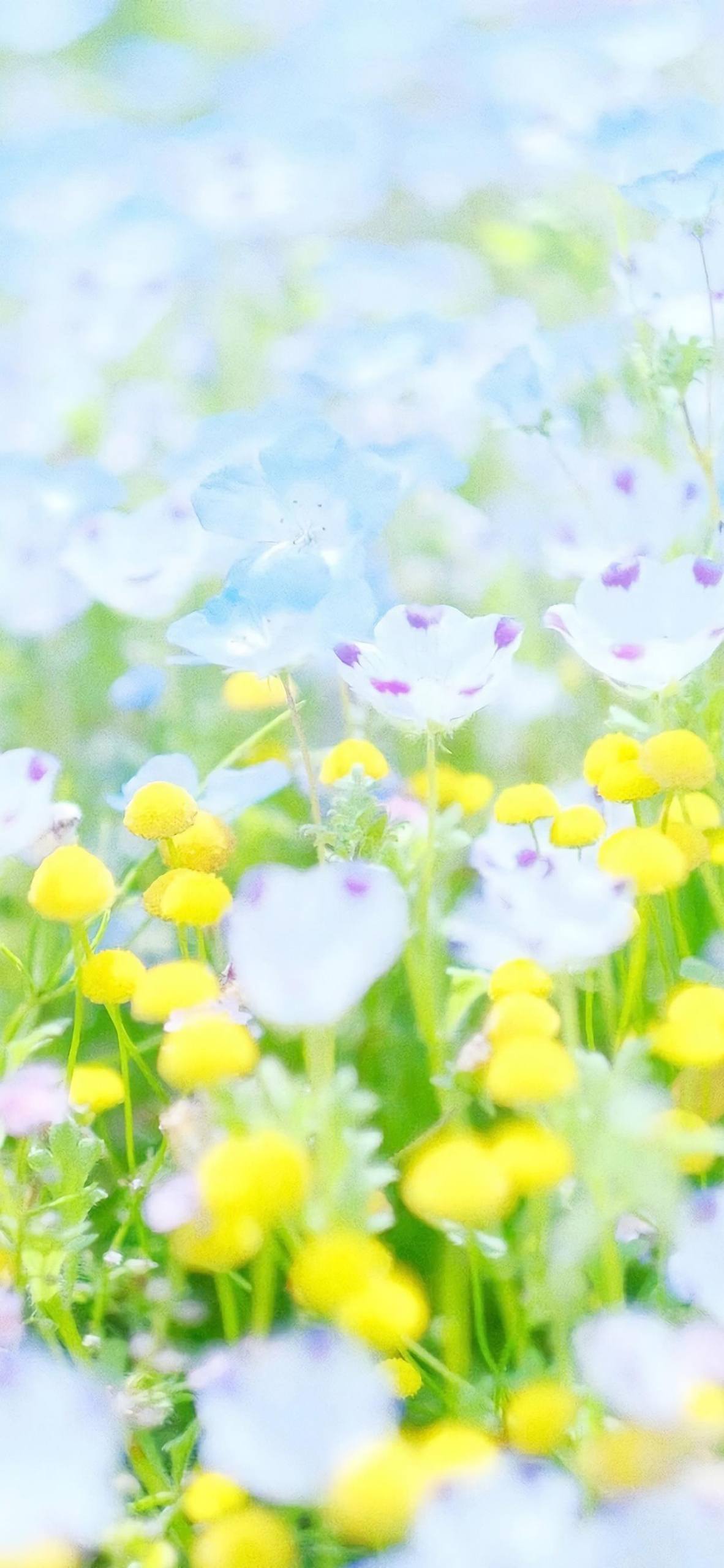 苹果壁纸花植物壁纸预览