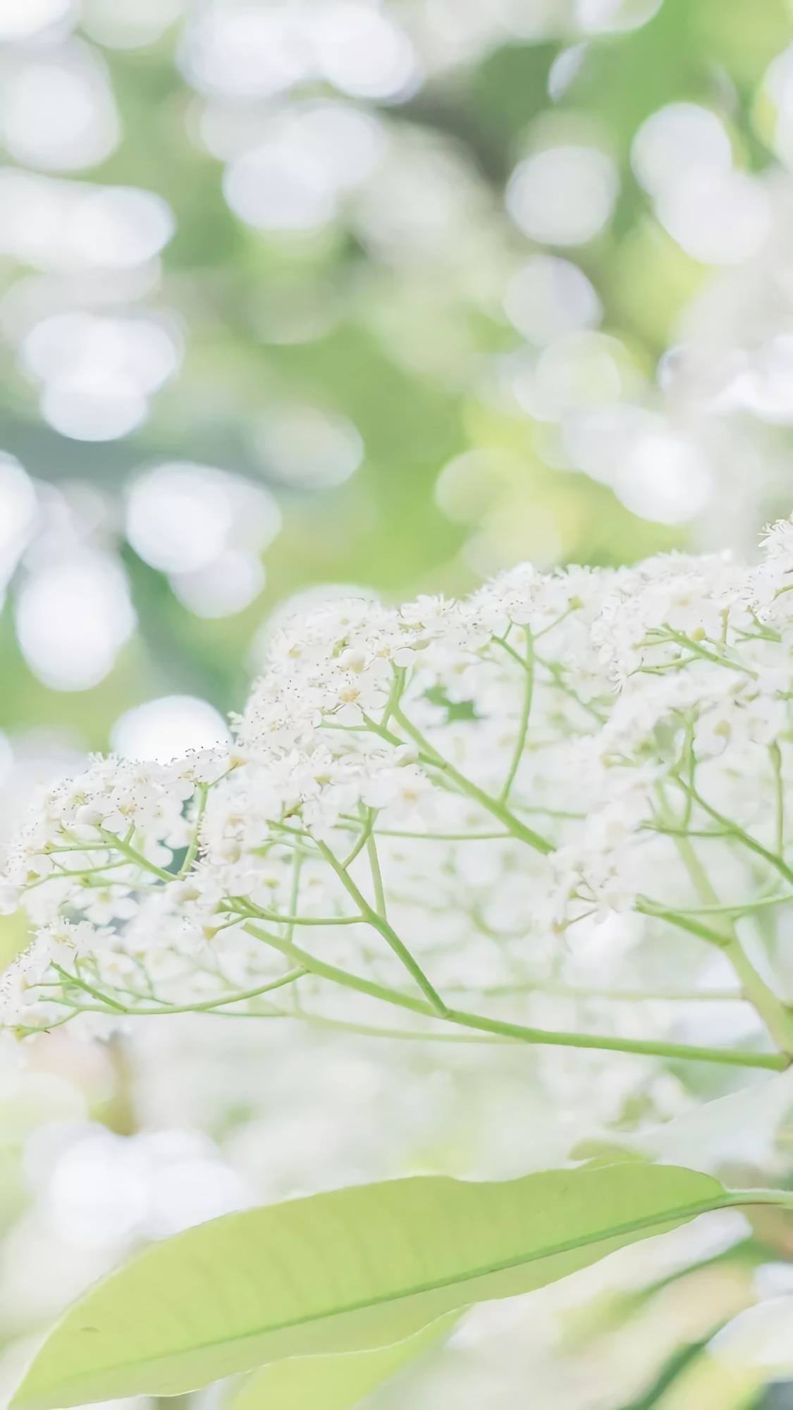 蕨类植物墙壁纸壁纸预览