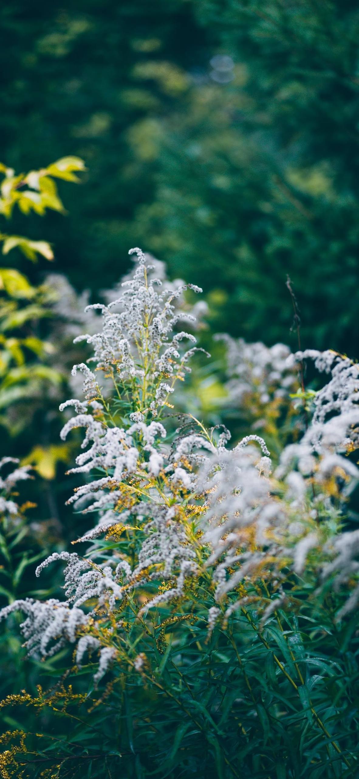 西双版纳植物园壁纸壁纸预览