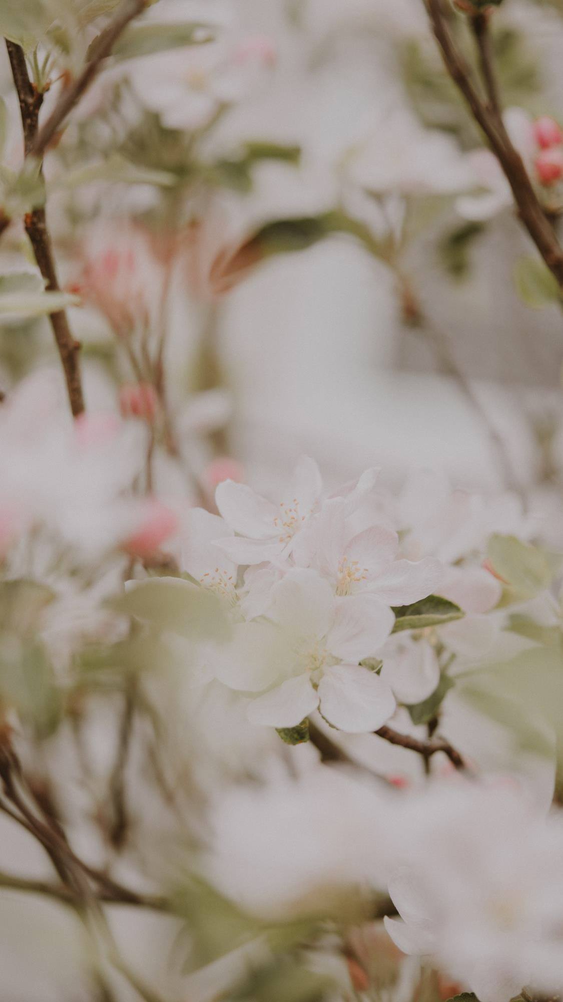 西红柿植物壁纸高清图片壁纸预览
