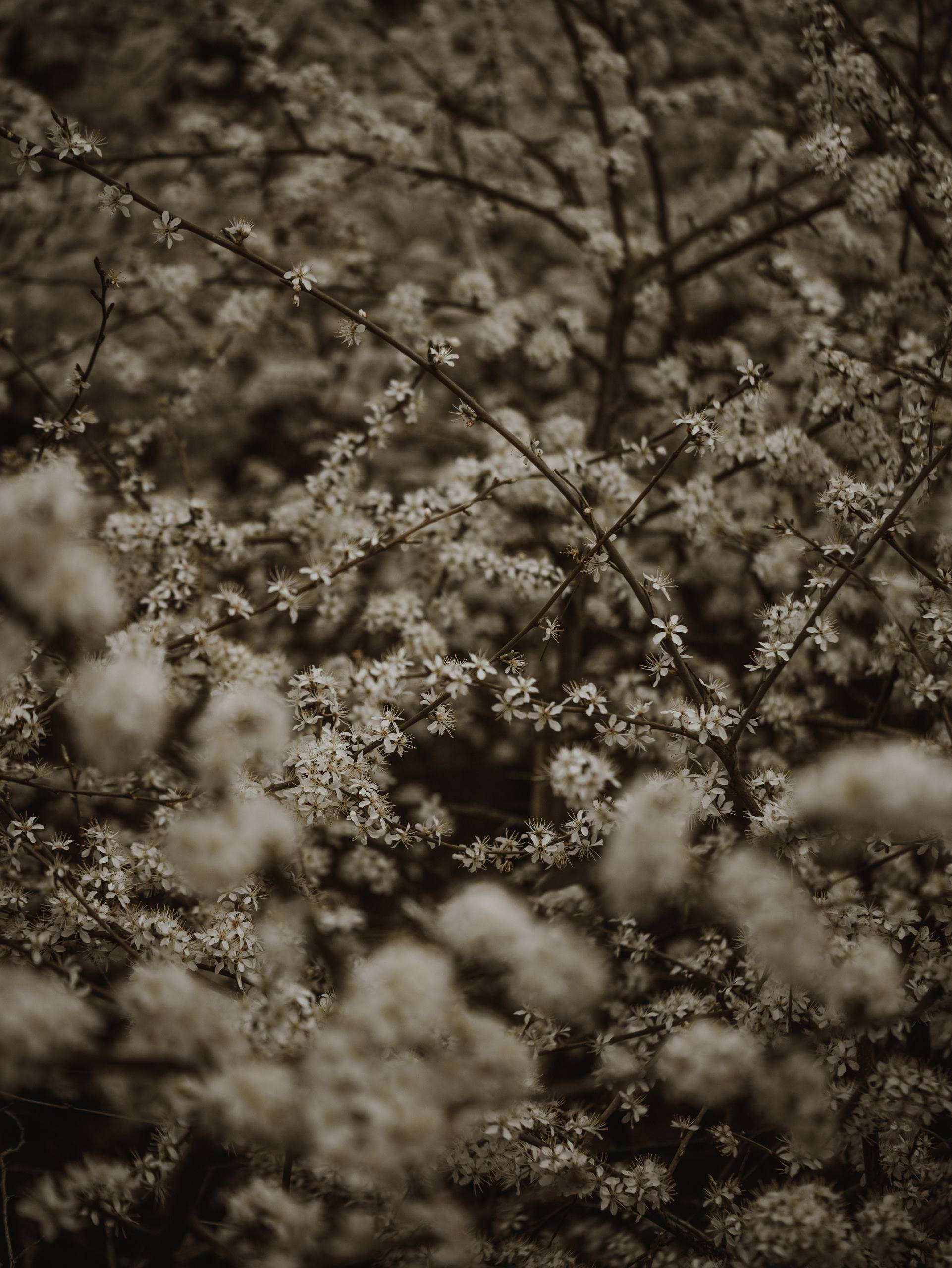 软装植物壁纸图片壁纸预览