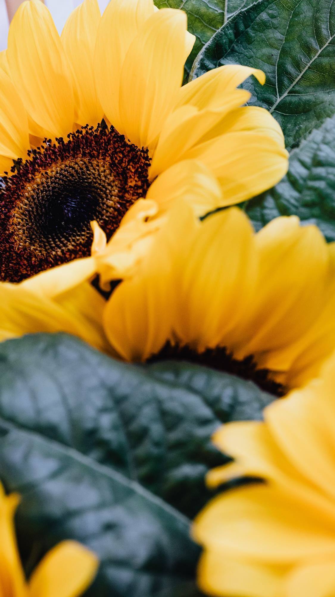 锁屏植物壁纸高清全屏壁纸预览