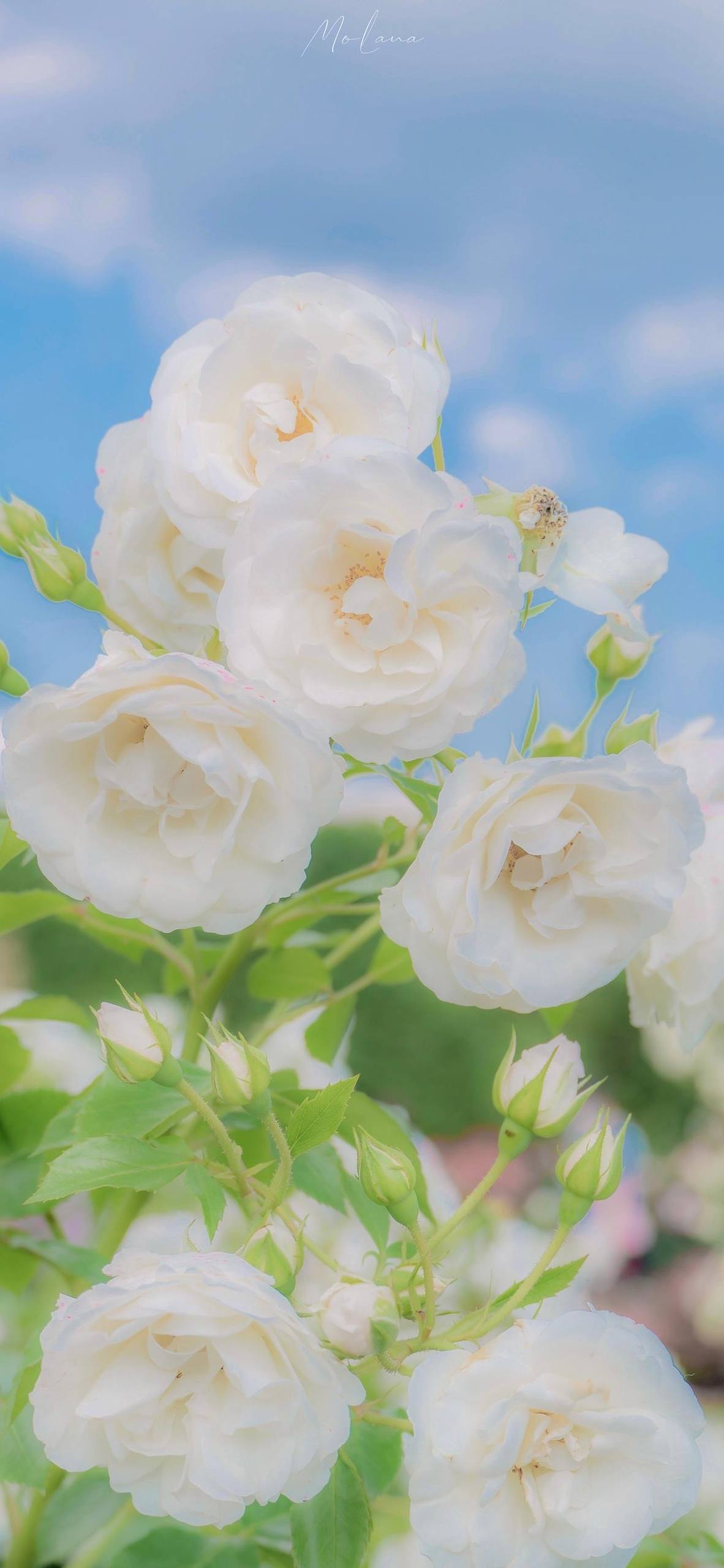 防蚊植物星球壁纸素材壁纸预览